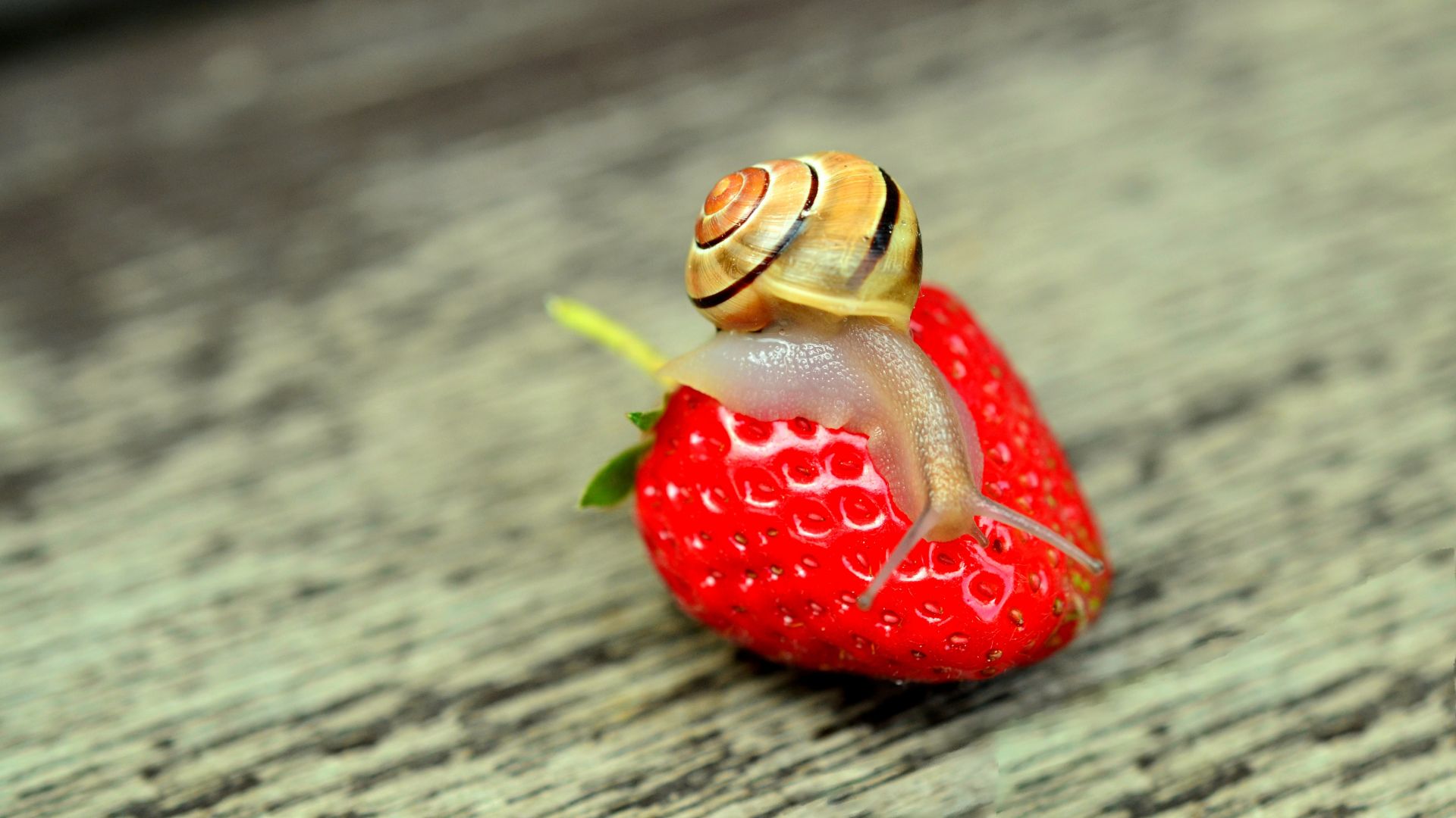 snail, nature, strawberry (horizontal)