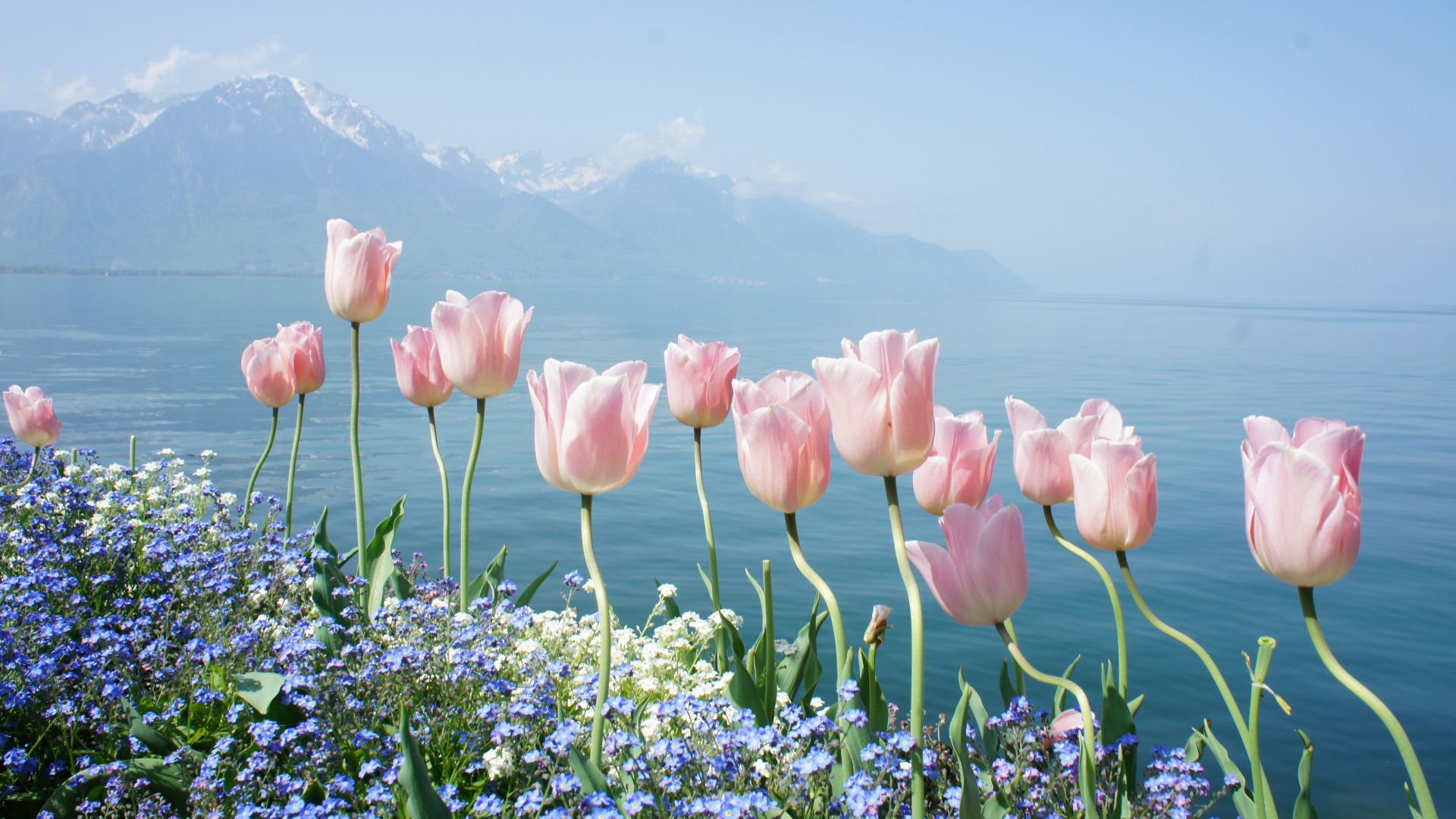 tulip, 4k, HD wallpaper, spring flowers, mountains (horizontal)