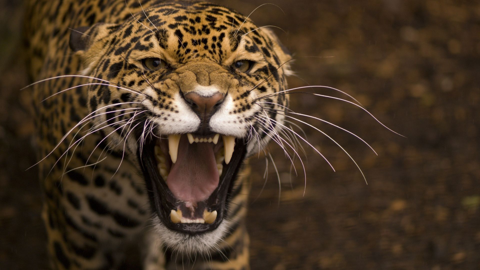 jaguar, wild, cat, face, teeth, rage, anger, jaws, teeth (horizontal)