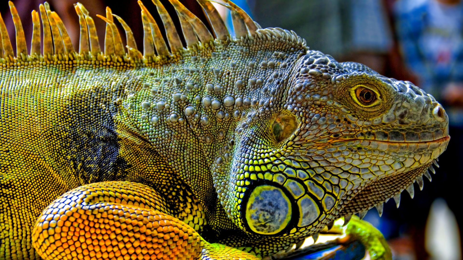 Green Iguana, reptiles, nature, lizard (horizontal)