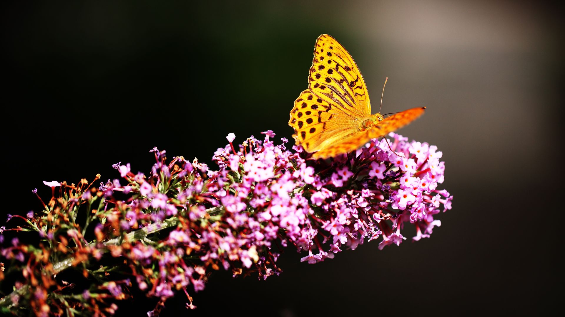 Butterfly, insects, flowers, Glass, nature, garden (horizontal)