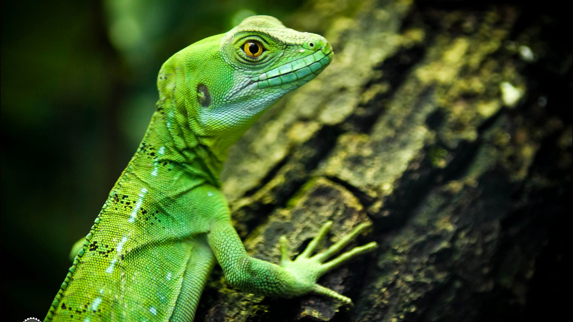 lizard, close-up, green, eyes, reptilies (horizontal)