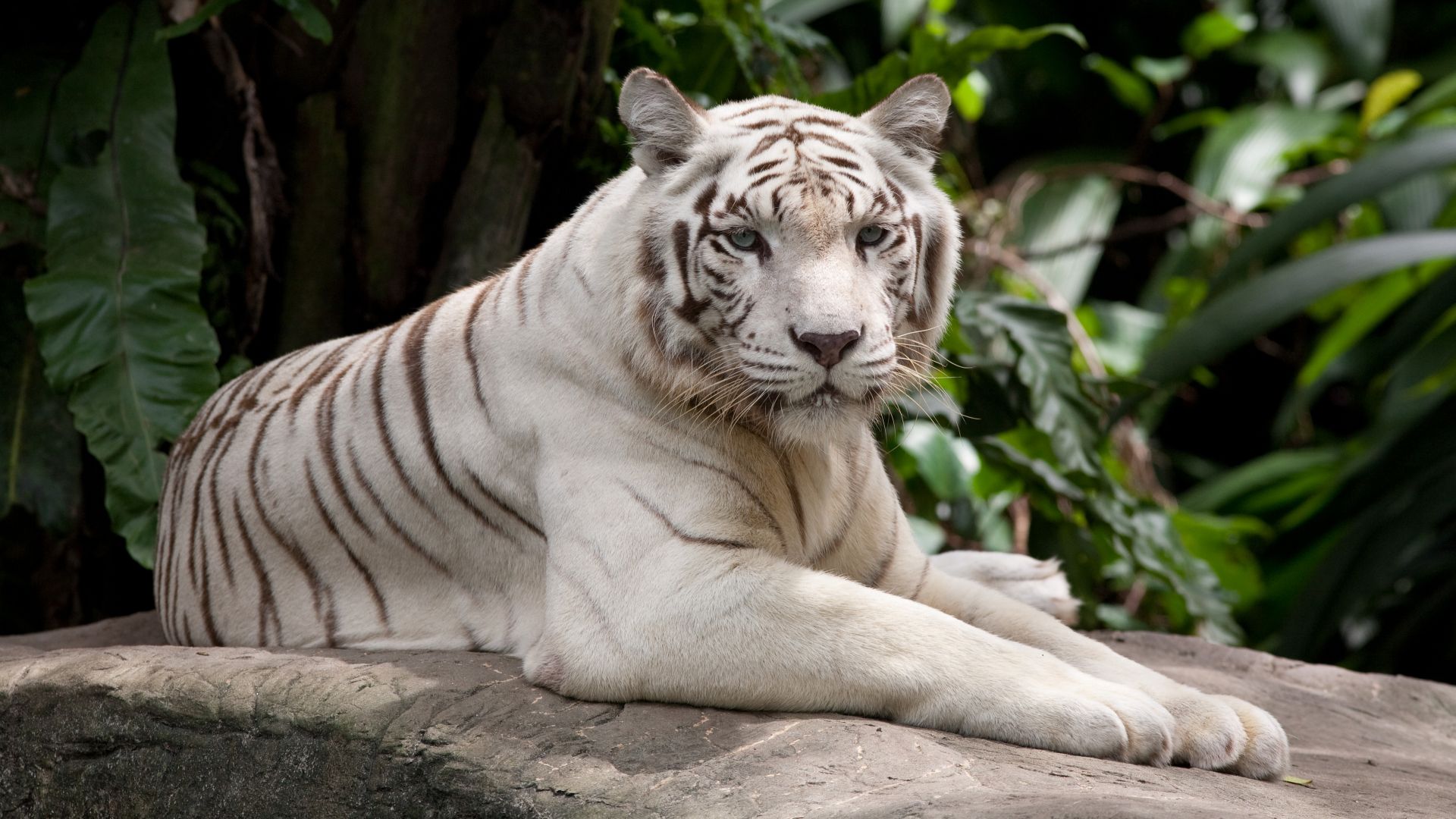 white tiger, nature, wild, animals (horizontal)