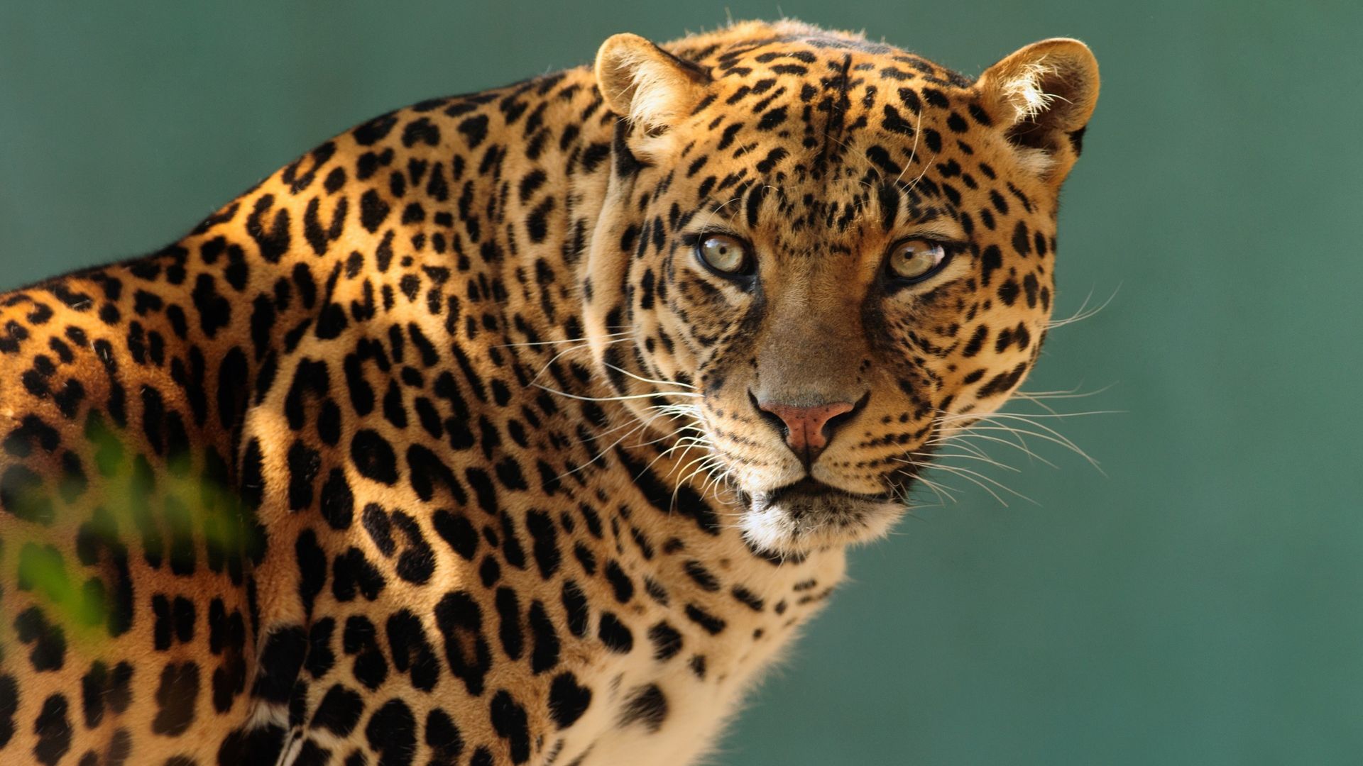 jaguar, wild, cat, face (horizontal)