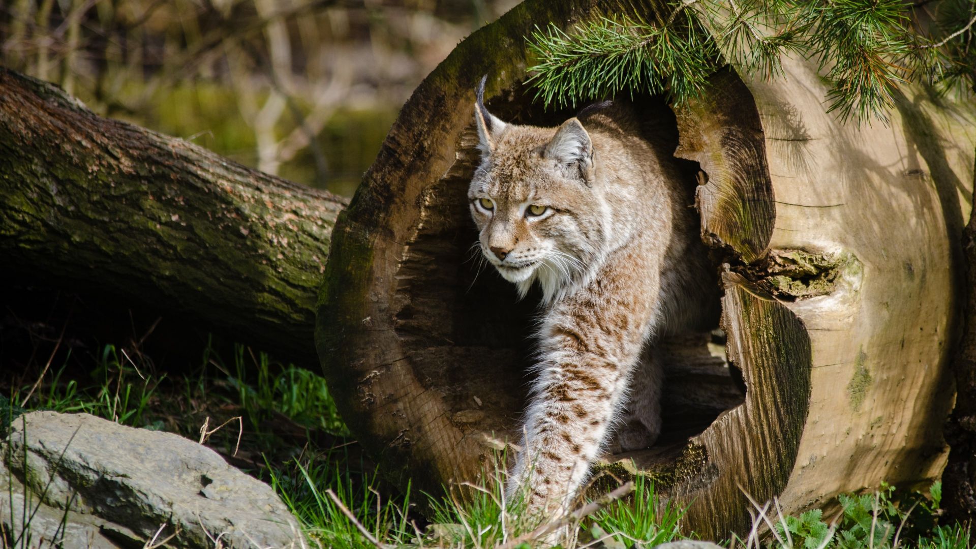Lynx hiding in the snow wallpaper  Animal wallpapers  47211