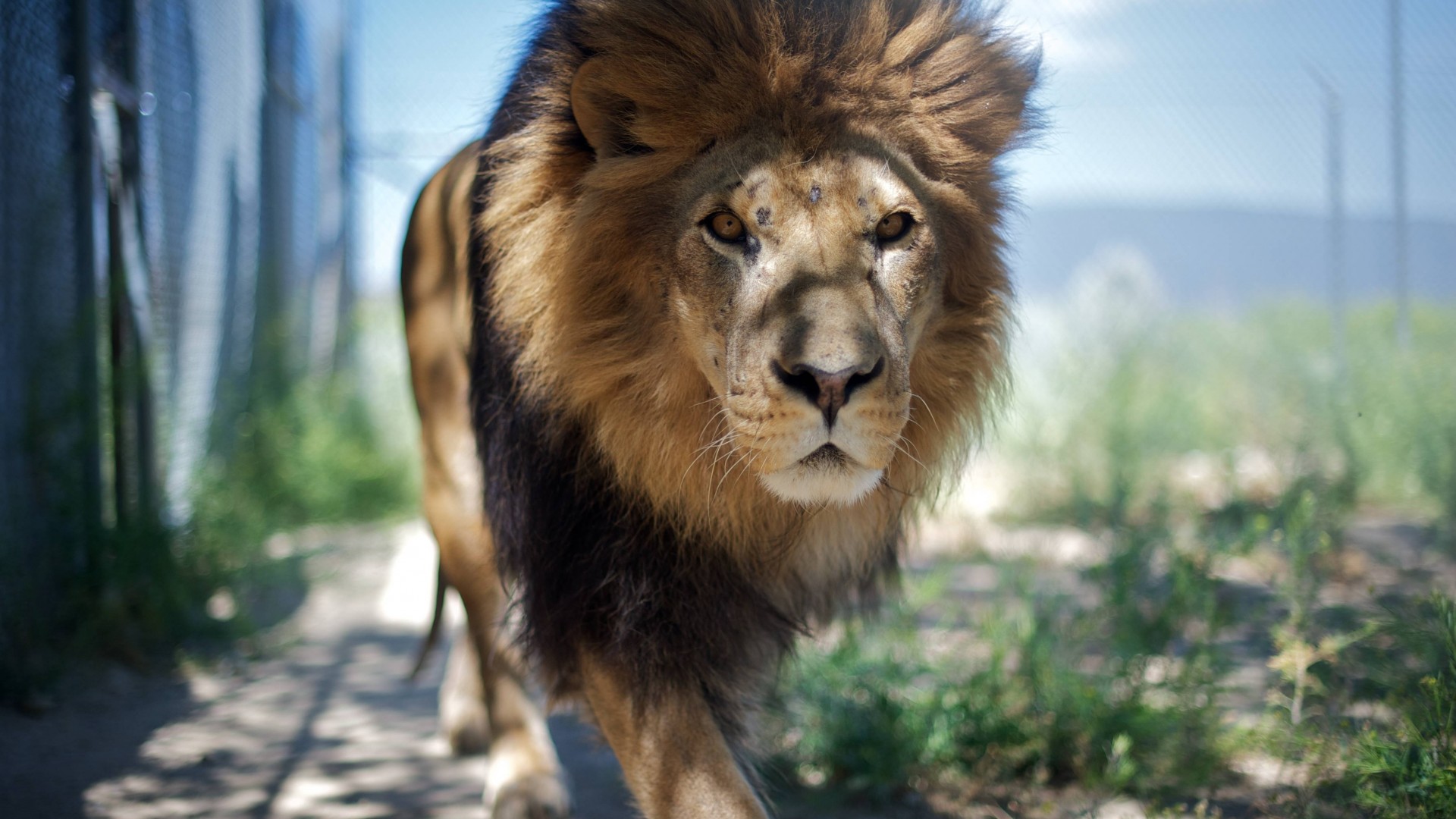 Lion, mane, step, nature, king of beasts, look, wild (horizontal)