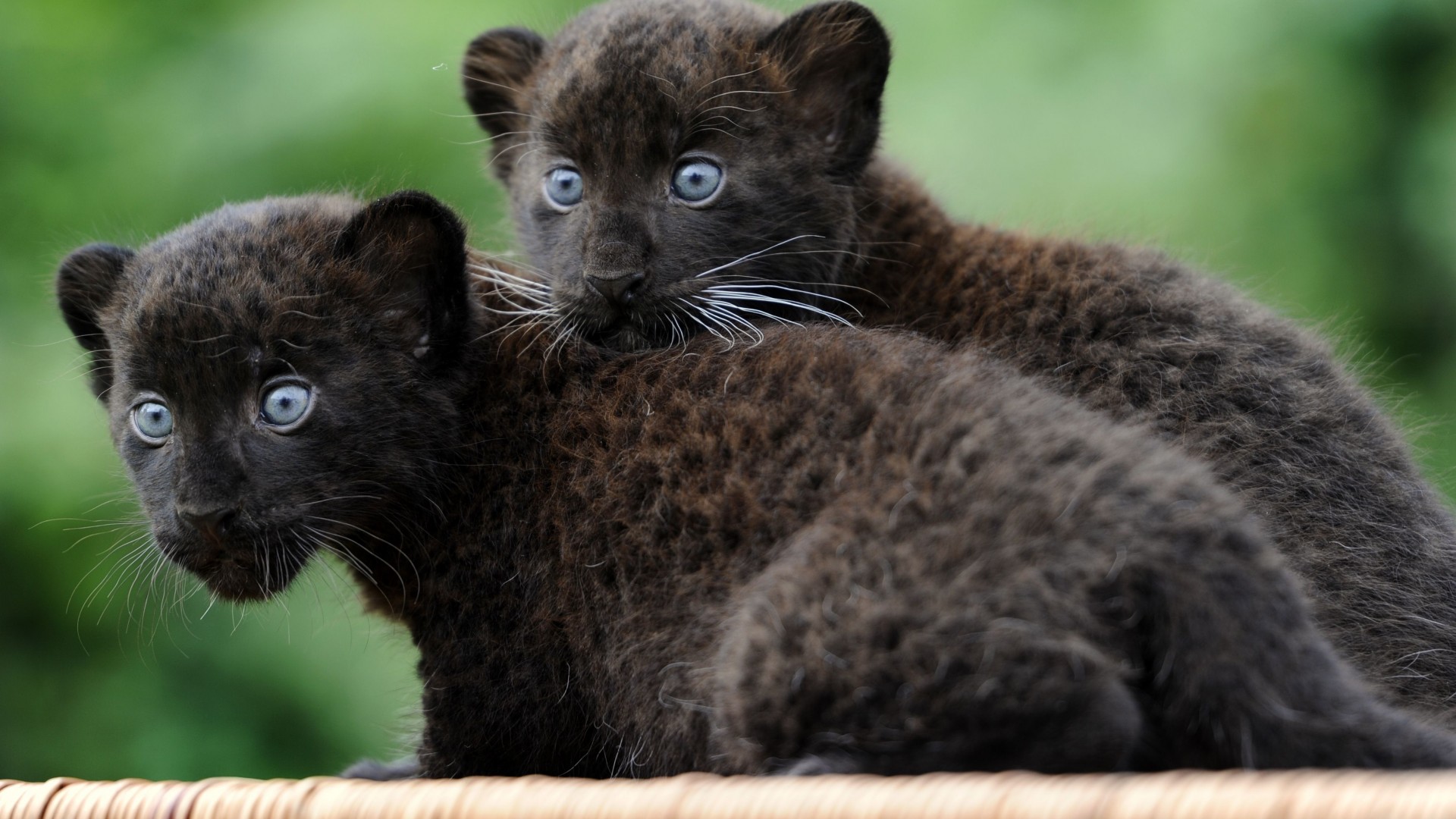 Panther, Cub, Cats, Kittens, black cat, fur, blue eyes, nature (horizontal)
