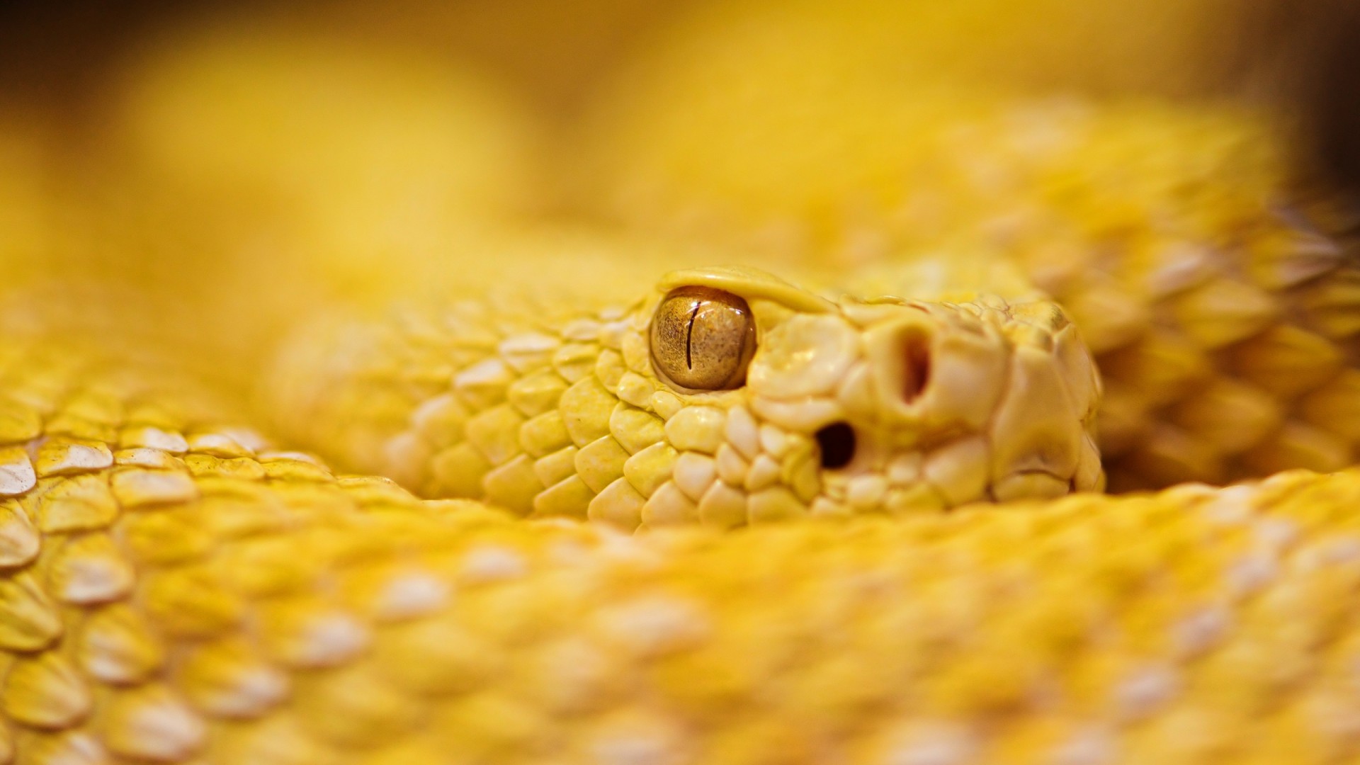 Snake, 4k, HD wallpaper, albino, rattlesnake, yellow, Eyes, reptiles (horizontal)
