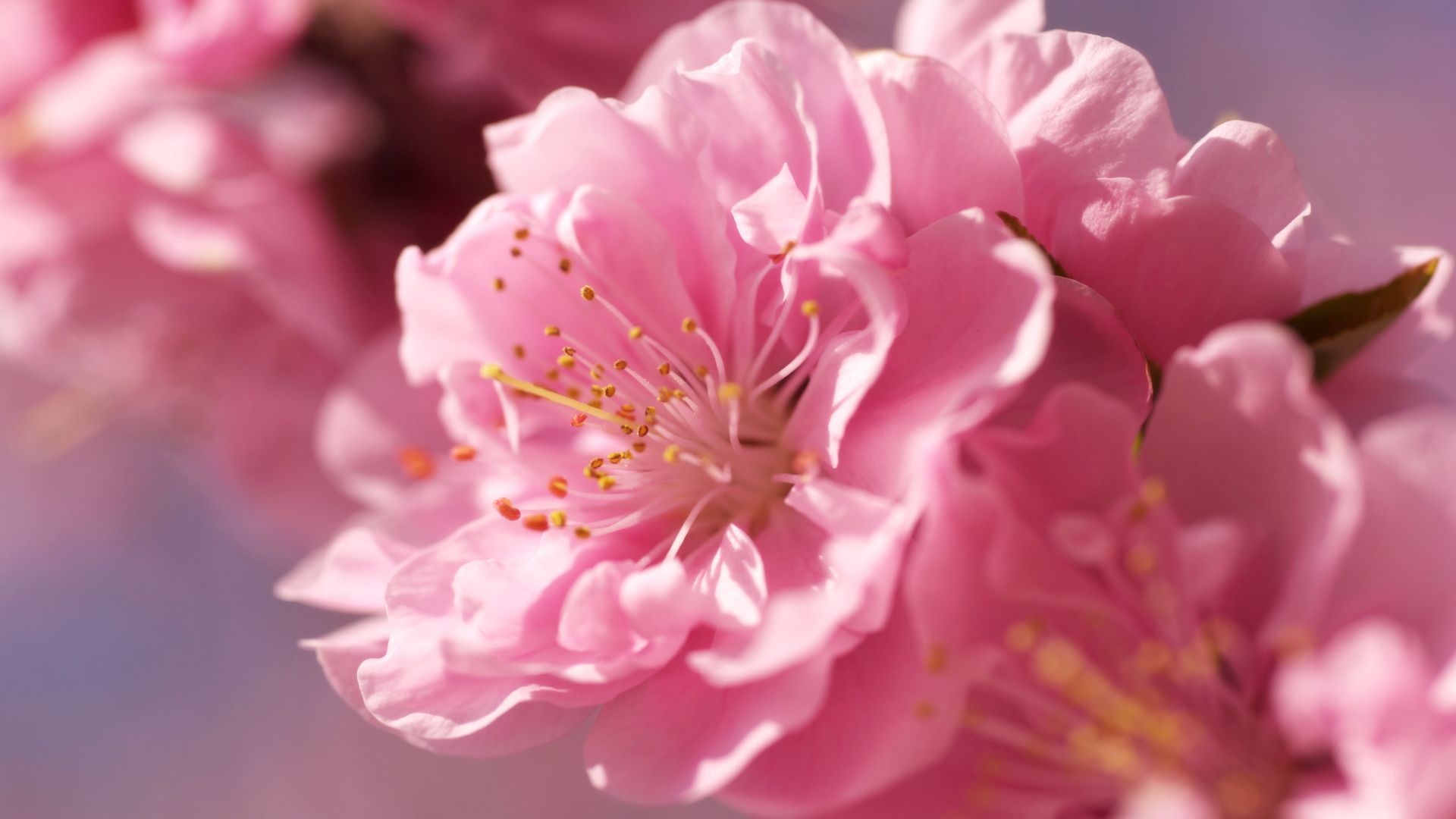 sakura, 4k, HD wallpaper, pink, spring, flower (horizontal)