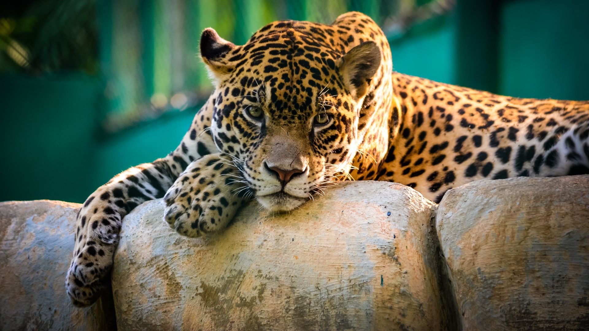 jaguar, wild, cat, sad face (horizontal)
