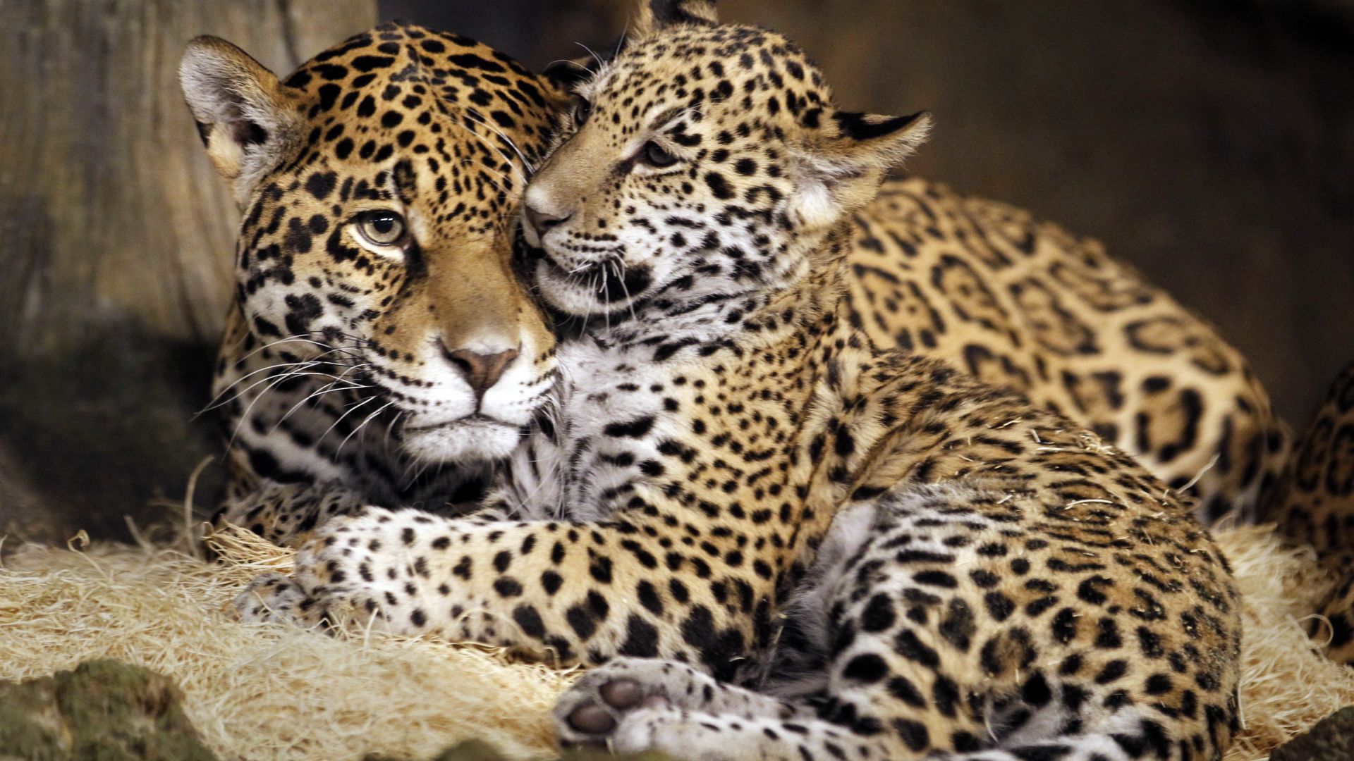 little jaguar, young jaguar, wild, cat, face (horizontal)