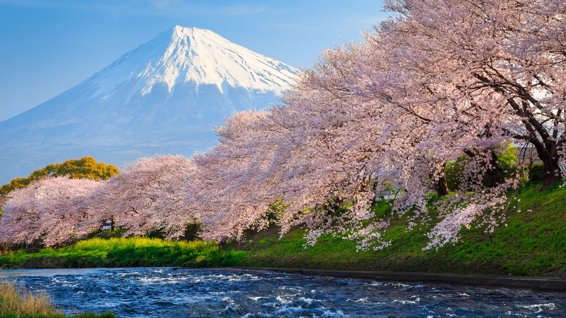 fuji, 4k, HD wallpaper, sakura, river, japan, travel, tourism, National Geographic Traveler Photo Contest (horizontal)