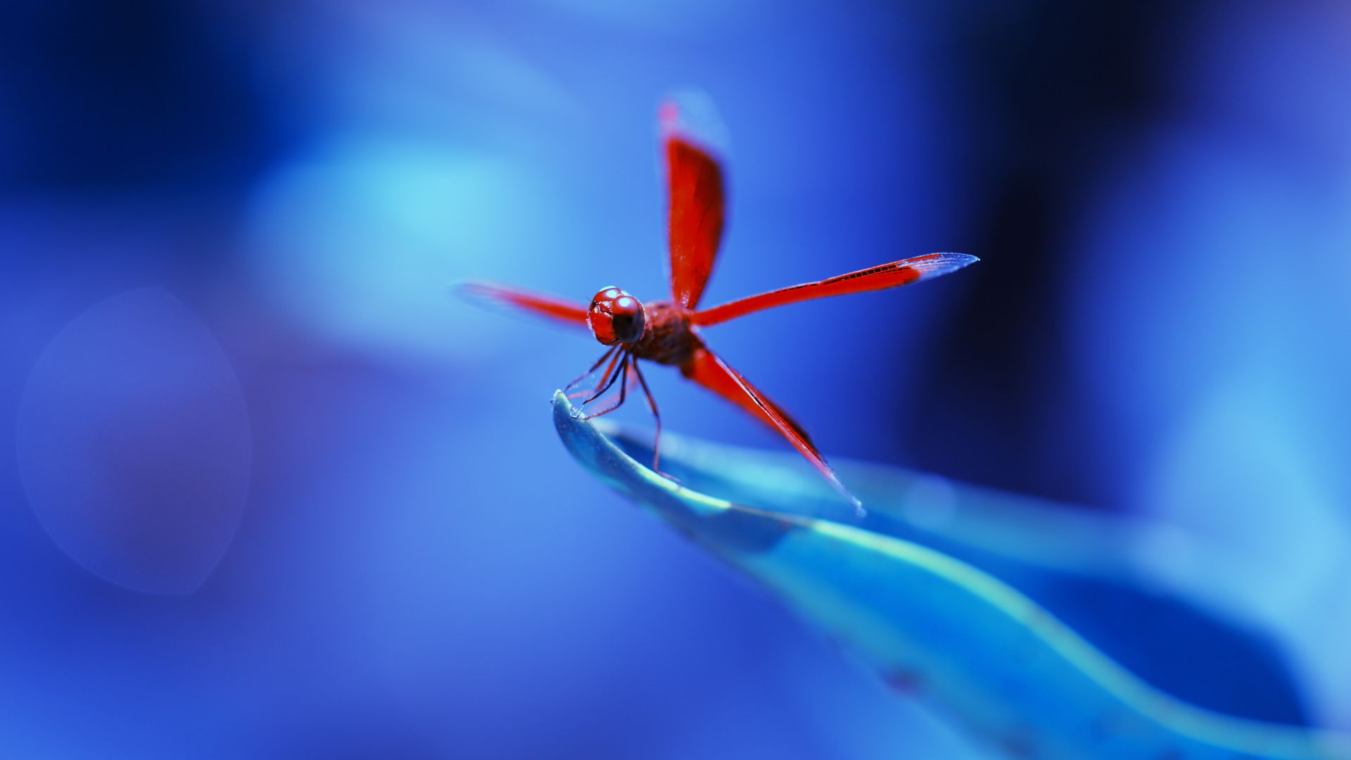 dragonfly, insects, blue (horizontal)