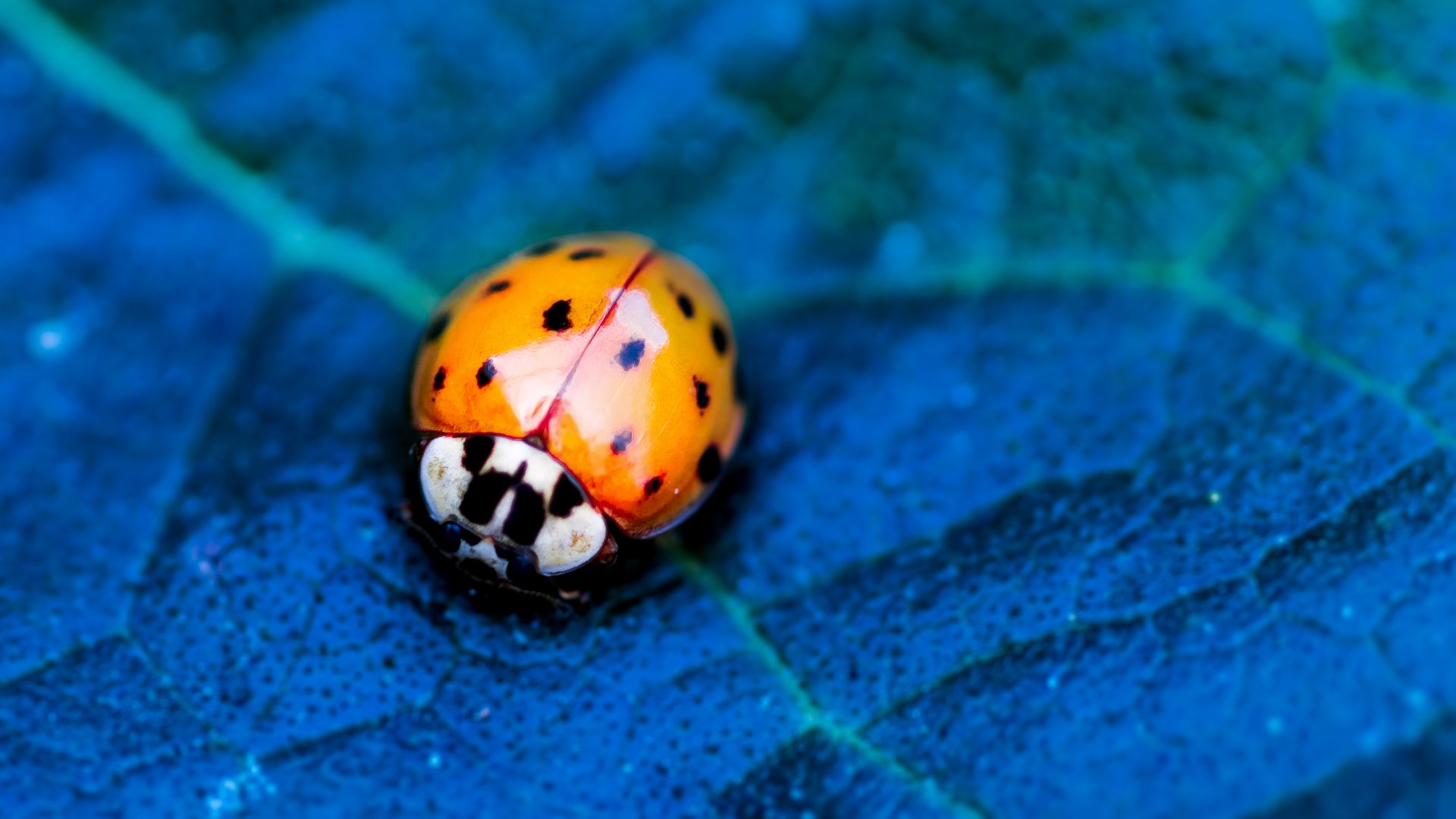 ladybird, beetle, flower, blue (horizontal)