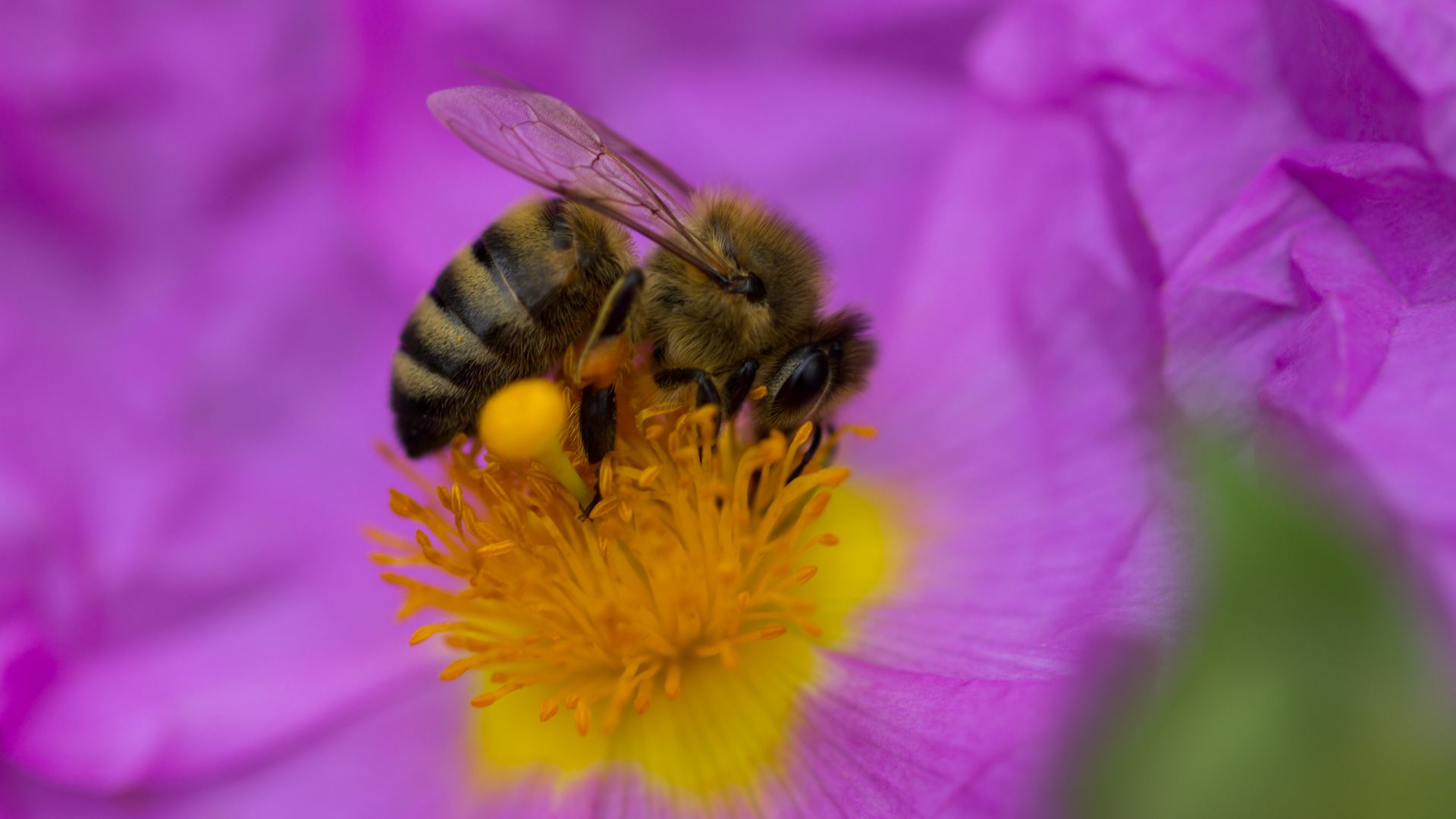 bee, purple, flower, yellow, insects (horizontal)