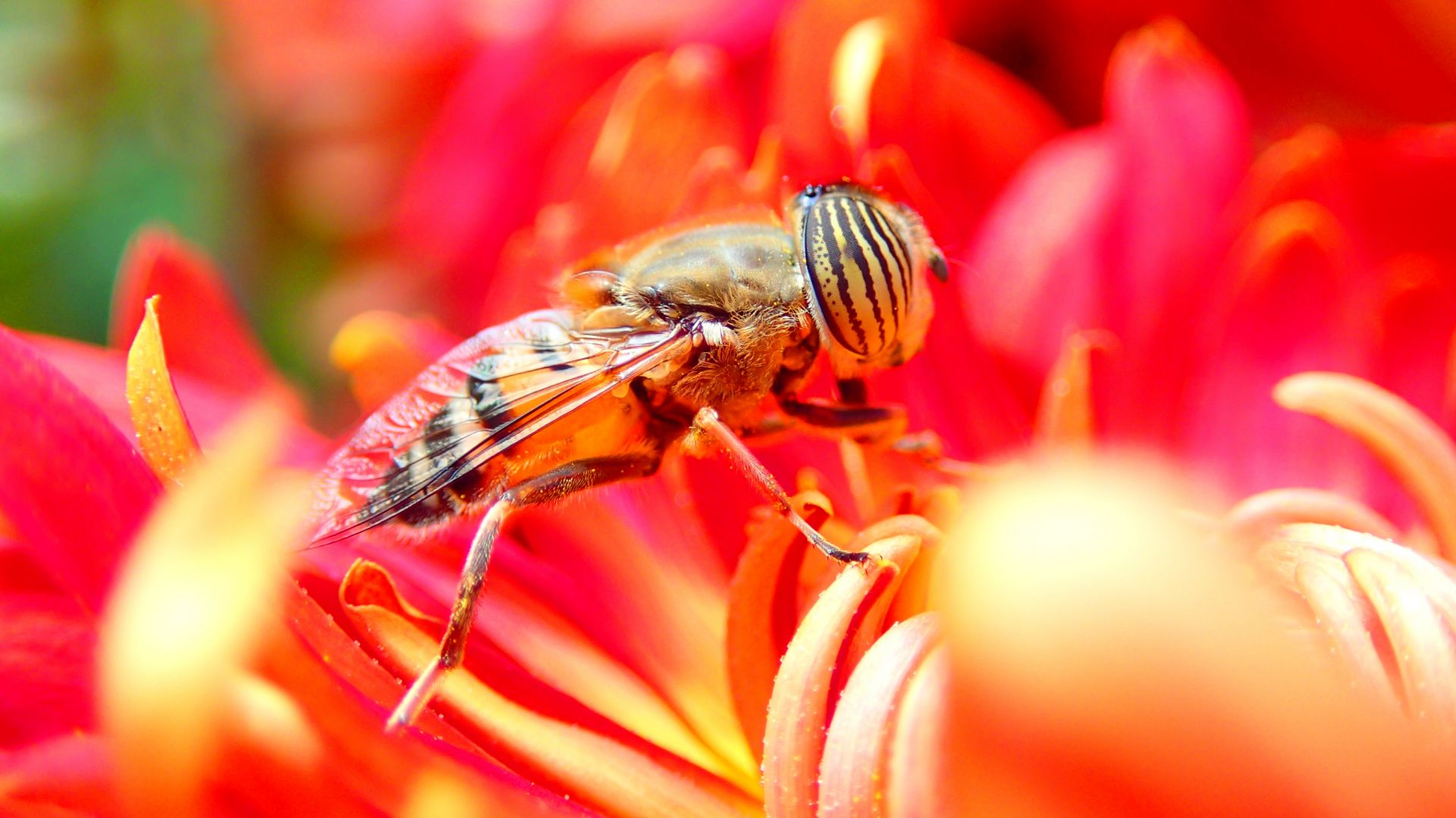 bee, flower, red, insects (horizontal)