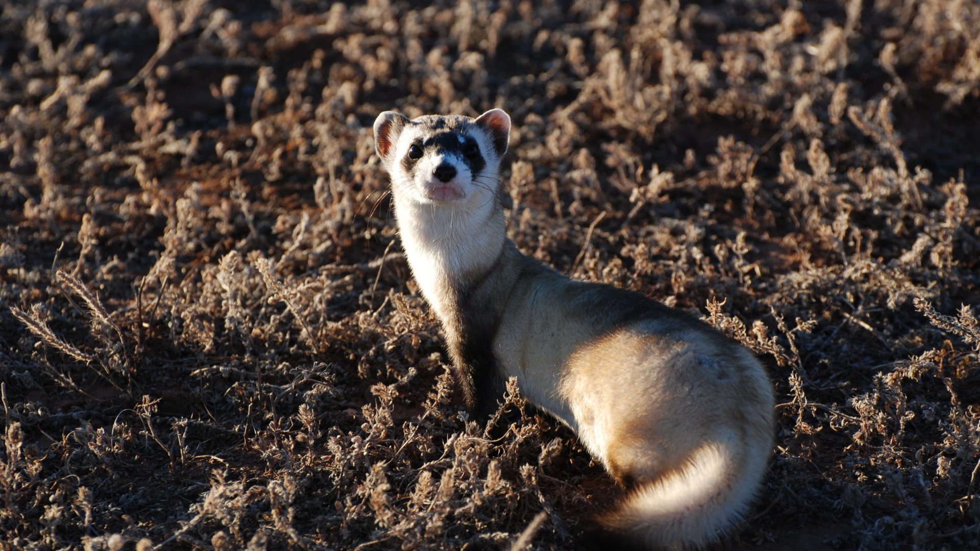 ferret, look, sunny day, soft fur, animal (horizontal)