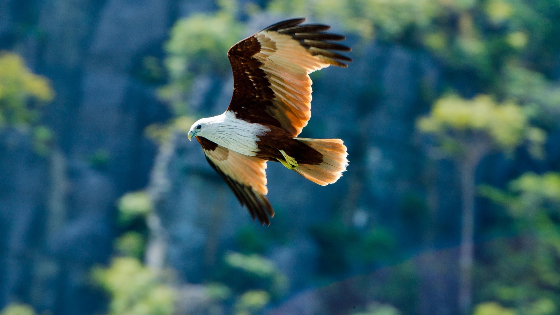 eagle, flight, wingspan, wings, bird, look, nature, animal (horizontal)