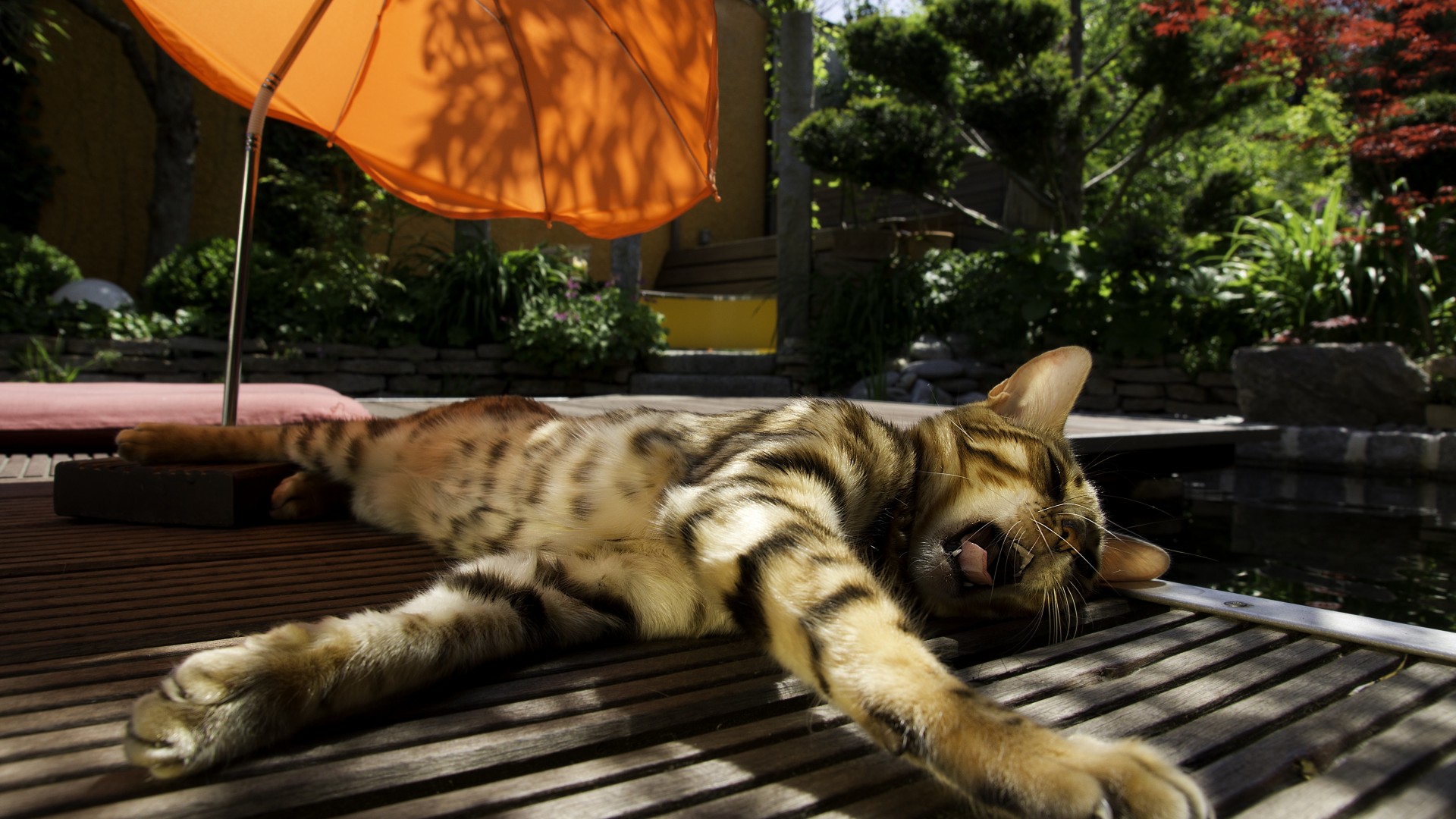 Cat, kitty, kitten, yawns, striped, umbrella, green, relax (horizontal)