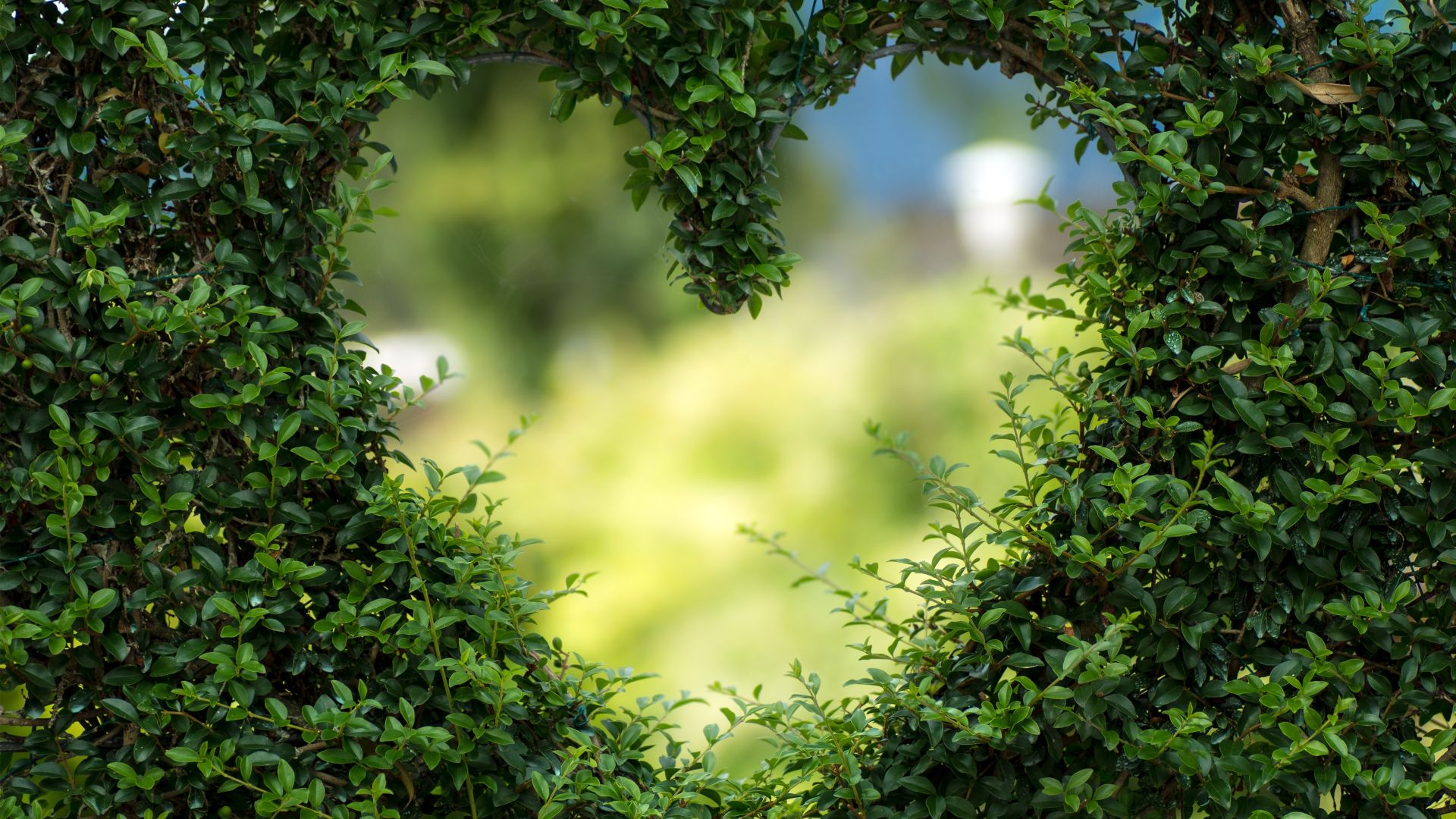 heart, 4k, HD wallpaper, green, leaves, bush (horizontal)