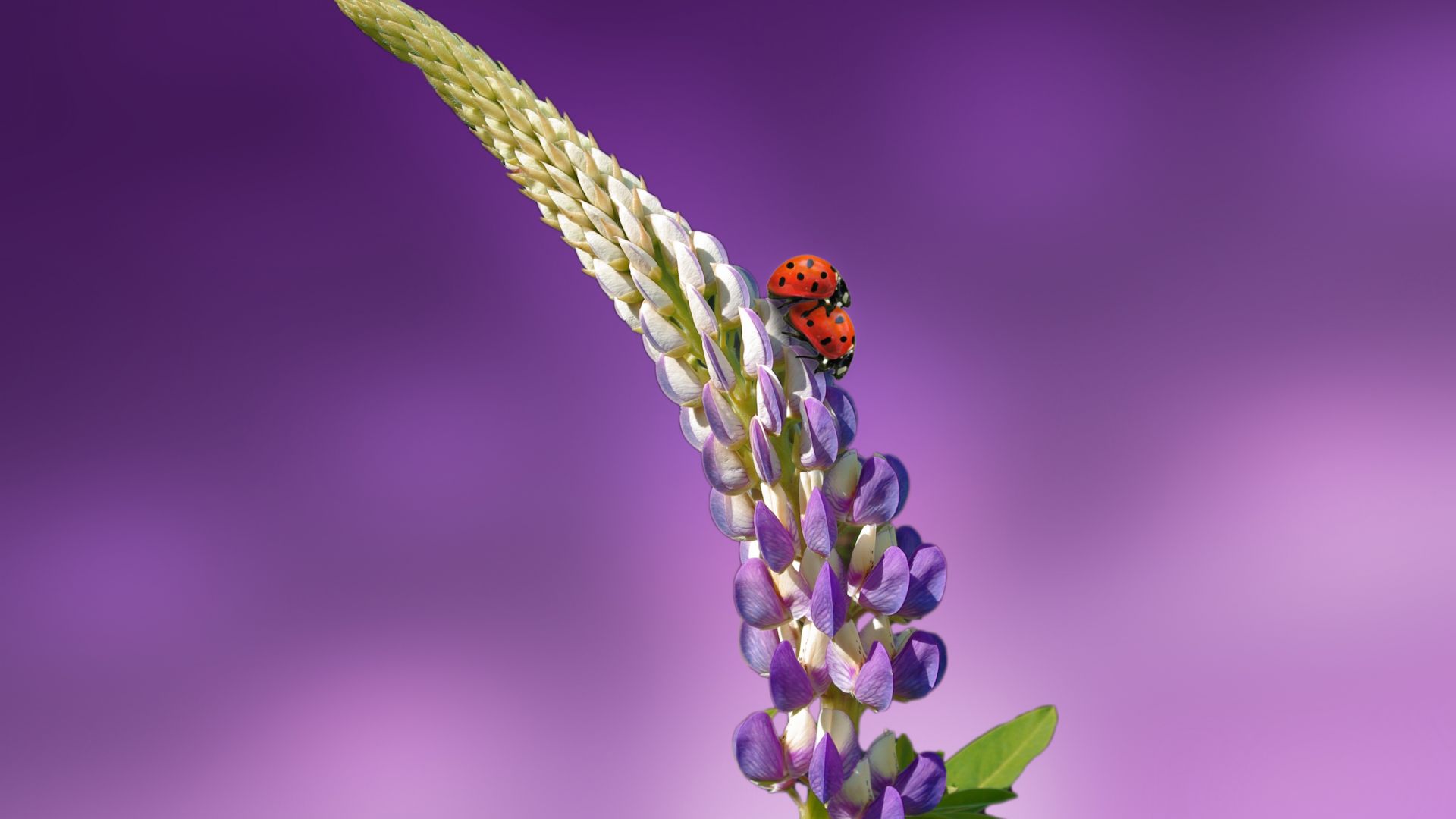 ladybird, 5k, 4k wallpaper, 8k, flowers, summer (horizontal)