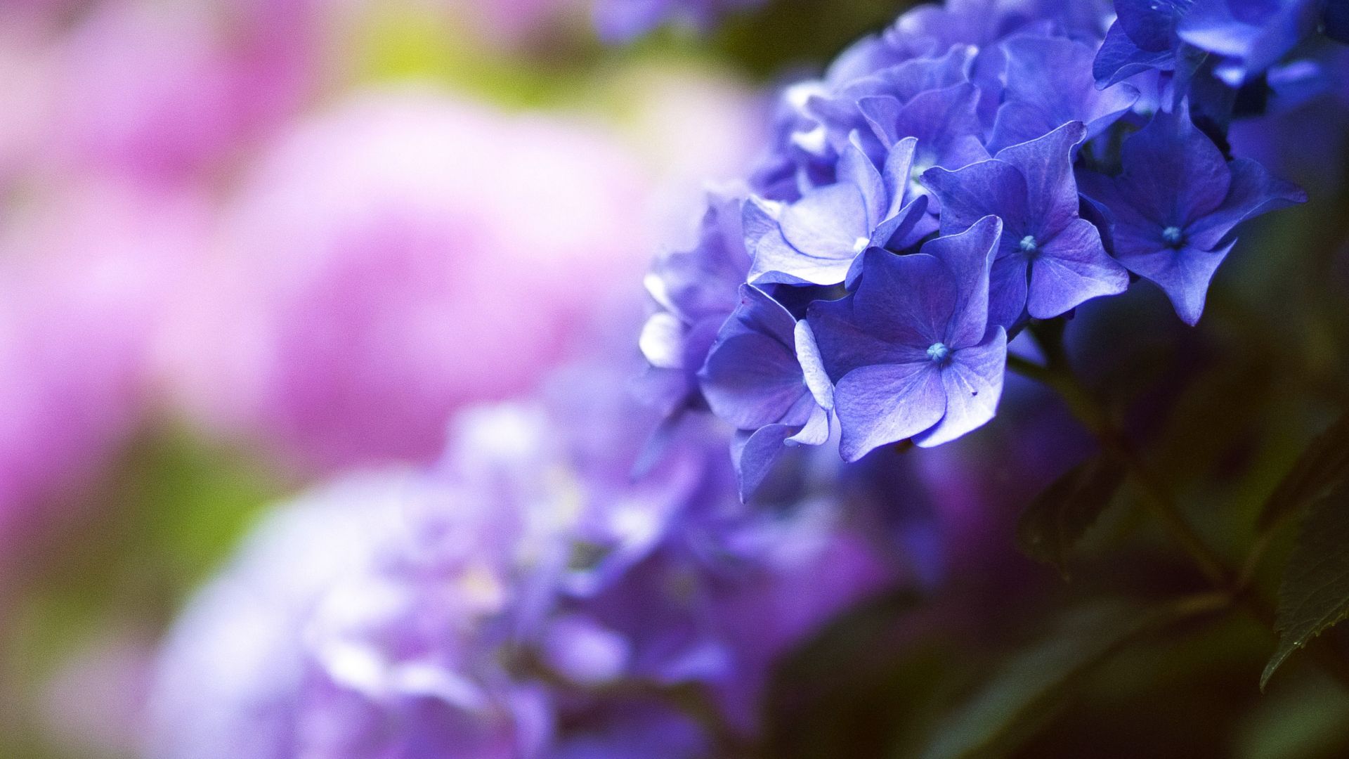Beautiful flowers, 5k, 4k wallpaper, blue, spring, macro (horizontal)