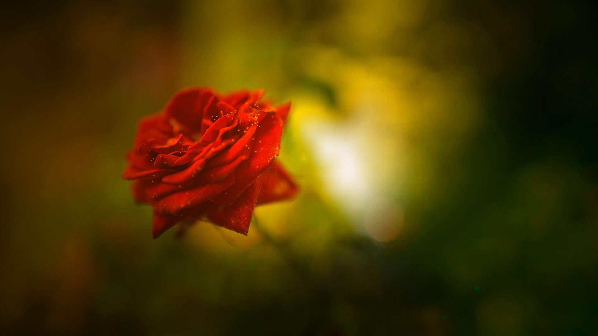 rose, 5k, 4k wallpaper, red, spring, flower (horizontal)