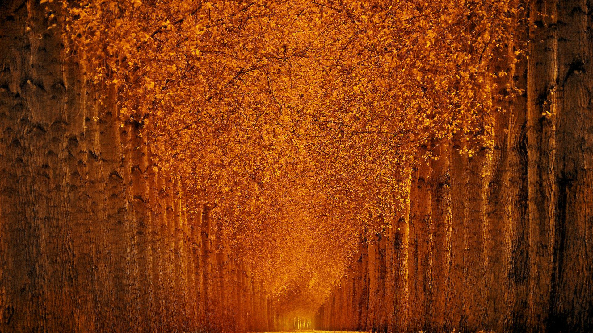 autumn park, 5k, 4k wallpaper, trees, leaves (horizontal)