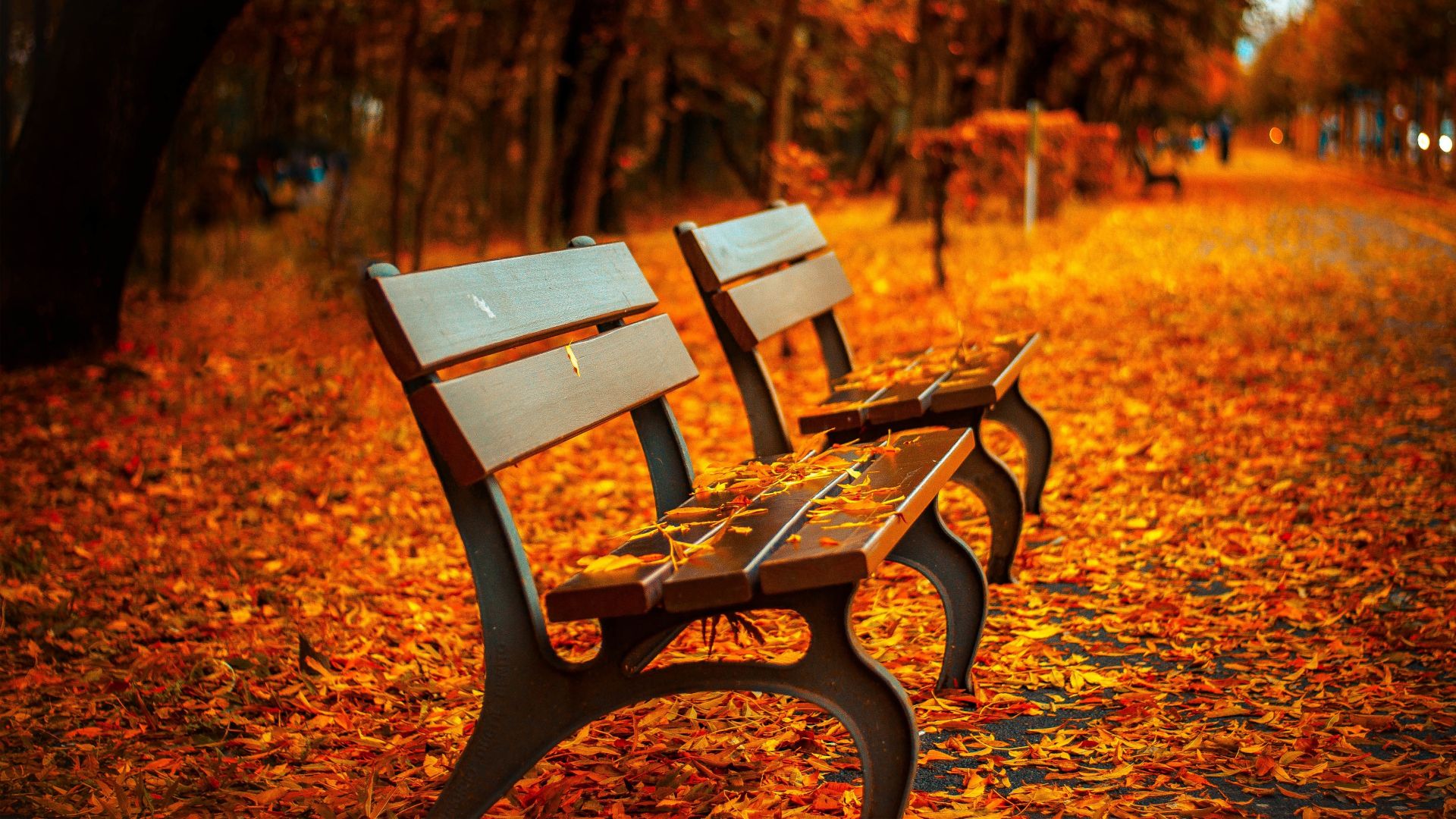 autumn park, 5k, 4k wallpaper, trees, leaves, bench (horizontal)