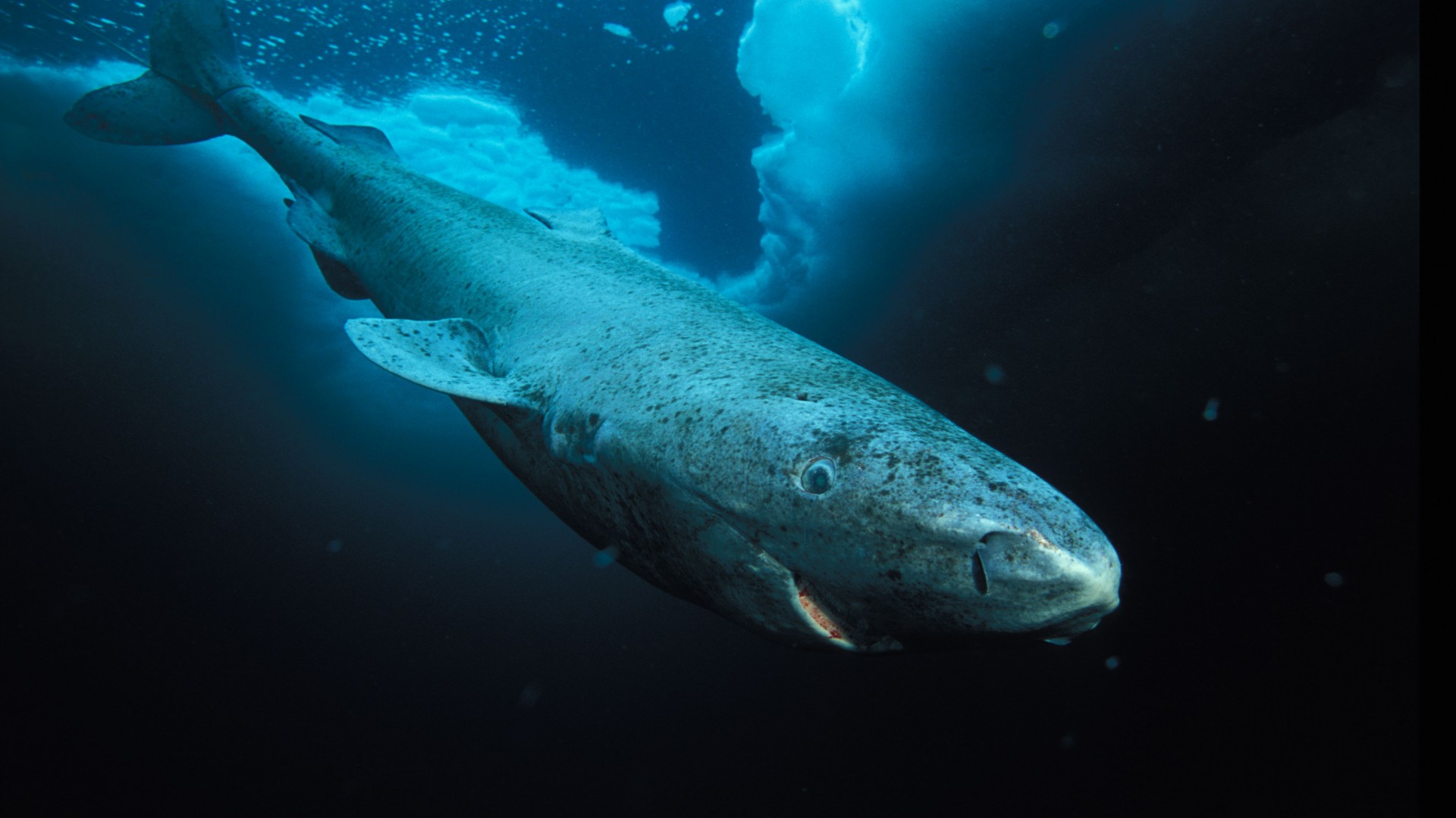 Greenland shark, Hudson Bay, Labrador, diving, tourism, blue sea, World's best diving sites (horizontal)