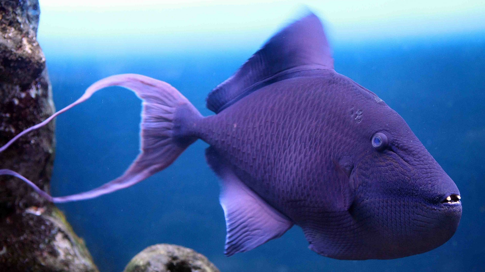 Grey triggerfish, Atlantic, Nova Scotia, Argentina, Mediterranean Sea, west coast of Africa, diving, tourism, purple fish, underwater, blue (horizontal)