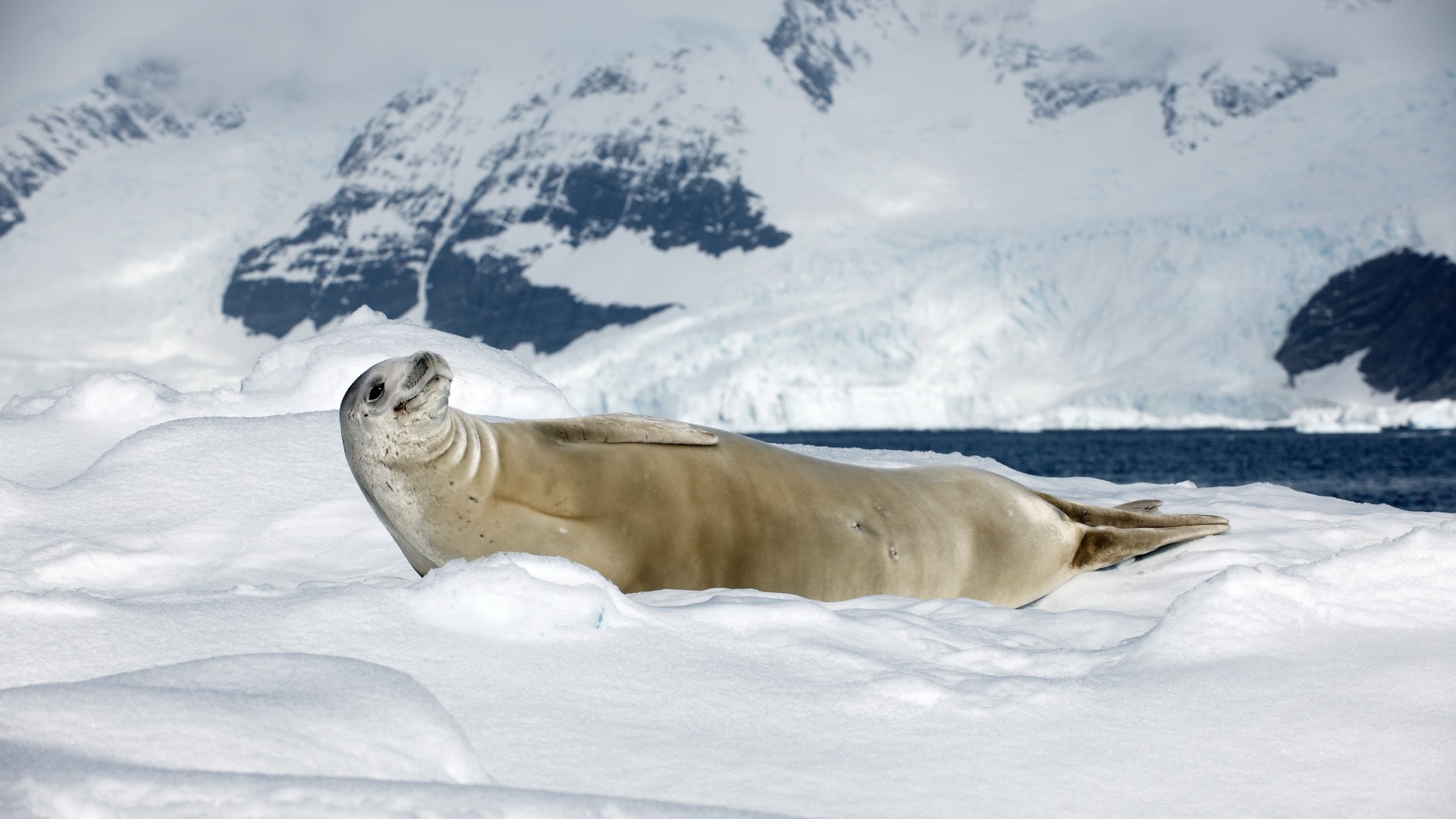 Crabeater seal, sea calf, Antarctica, snow, sunny day, animal, smile (horizontal)