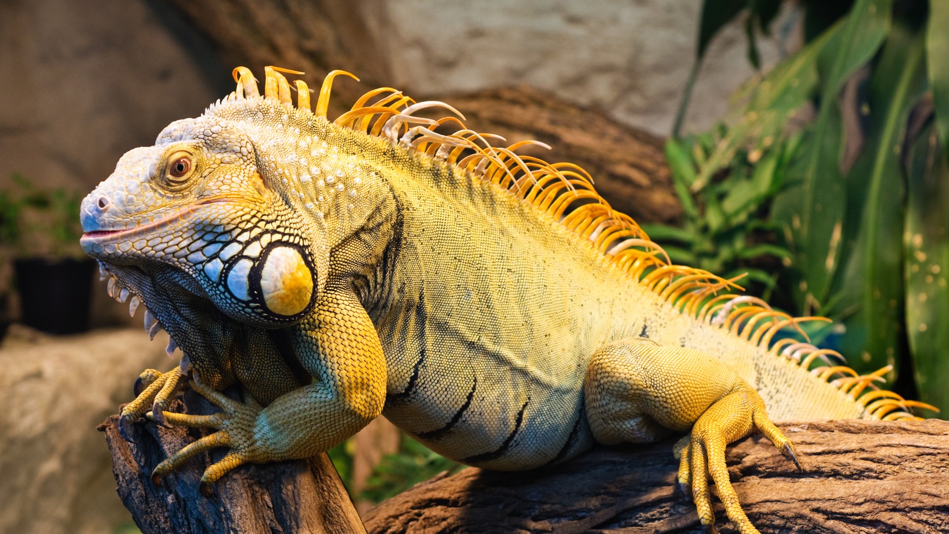 Iguana, Green Iguana, San Diego, USA, zoo, reptile, tourism (horizontal)