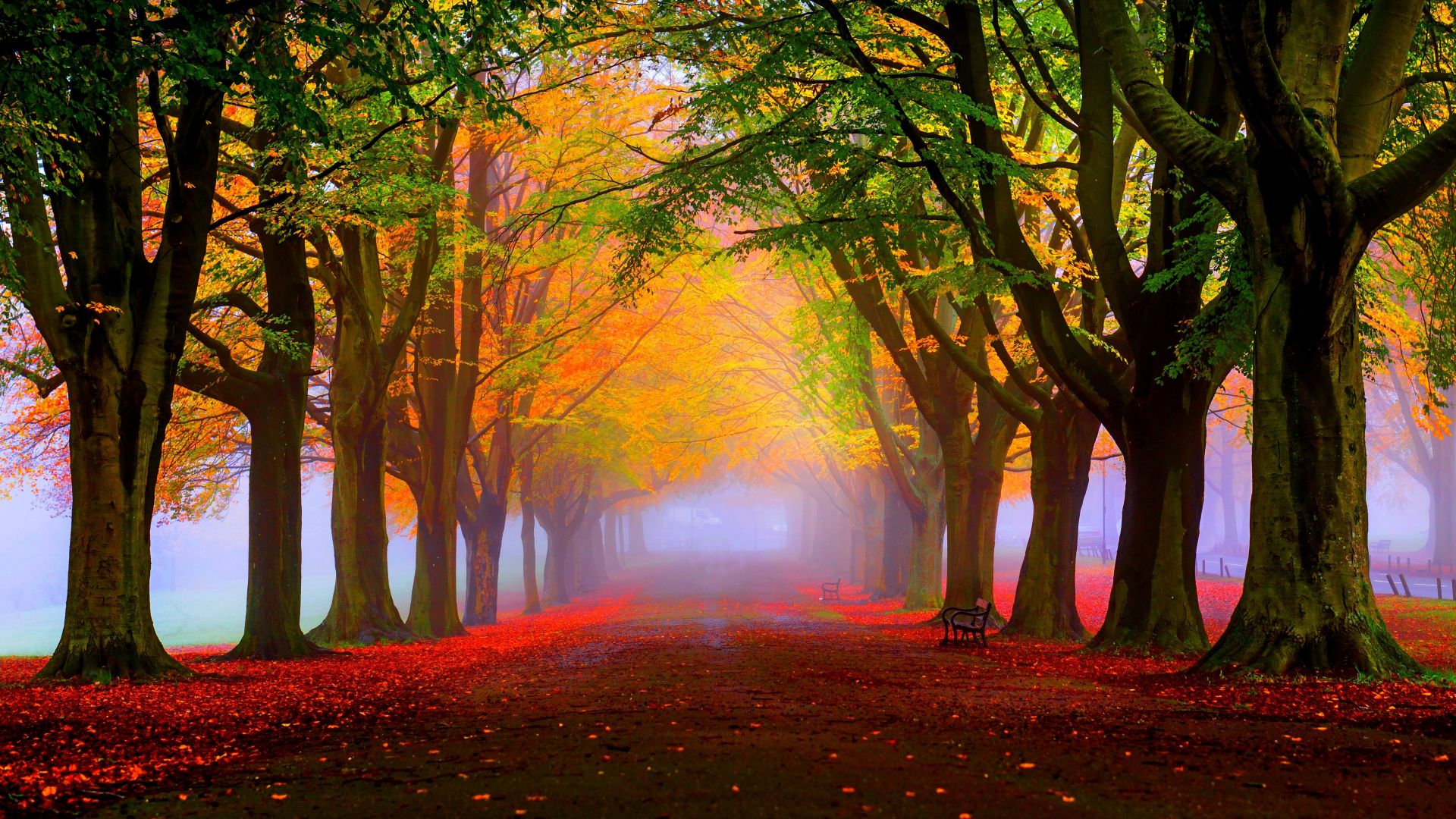 park, 5k, 4k wallpaper, 8k, autumn, beautiful, leaves, trees (horizontal)