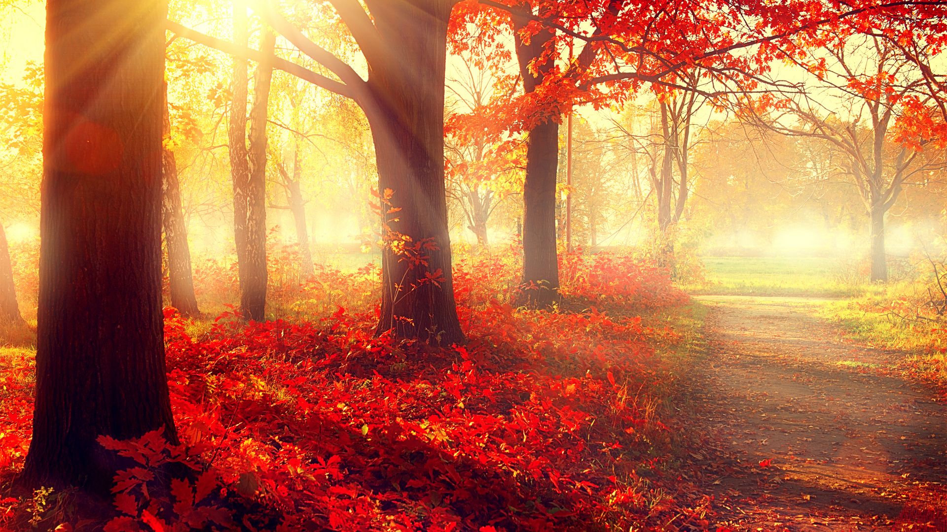 park, 5k, 4k wallpaper, autumn, beautiful, leaves, trees (horizontal)
