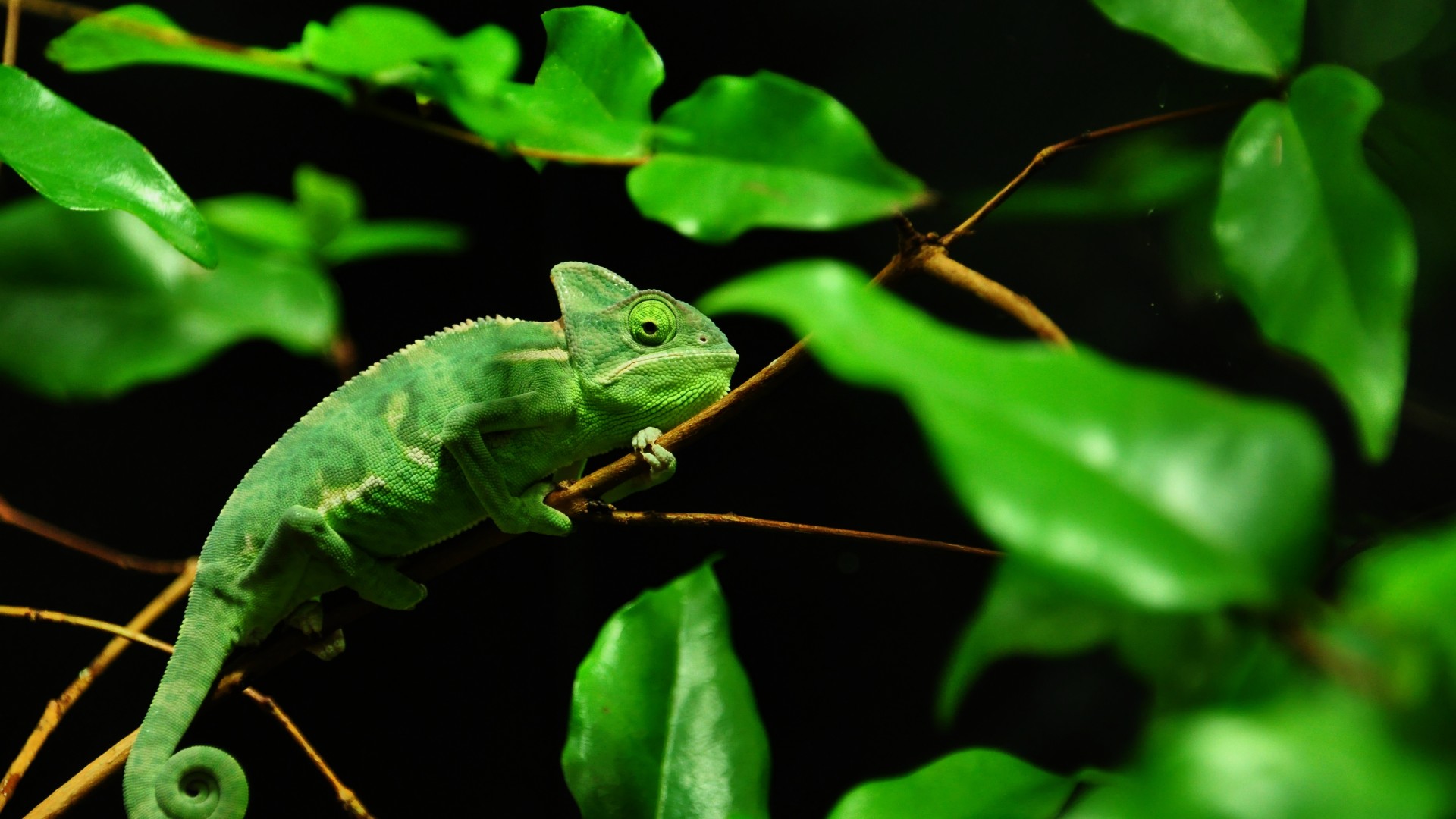 Chameleon, Madagaskar, rain-forest, green, leaves, eyes, black background (horizontal)
