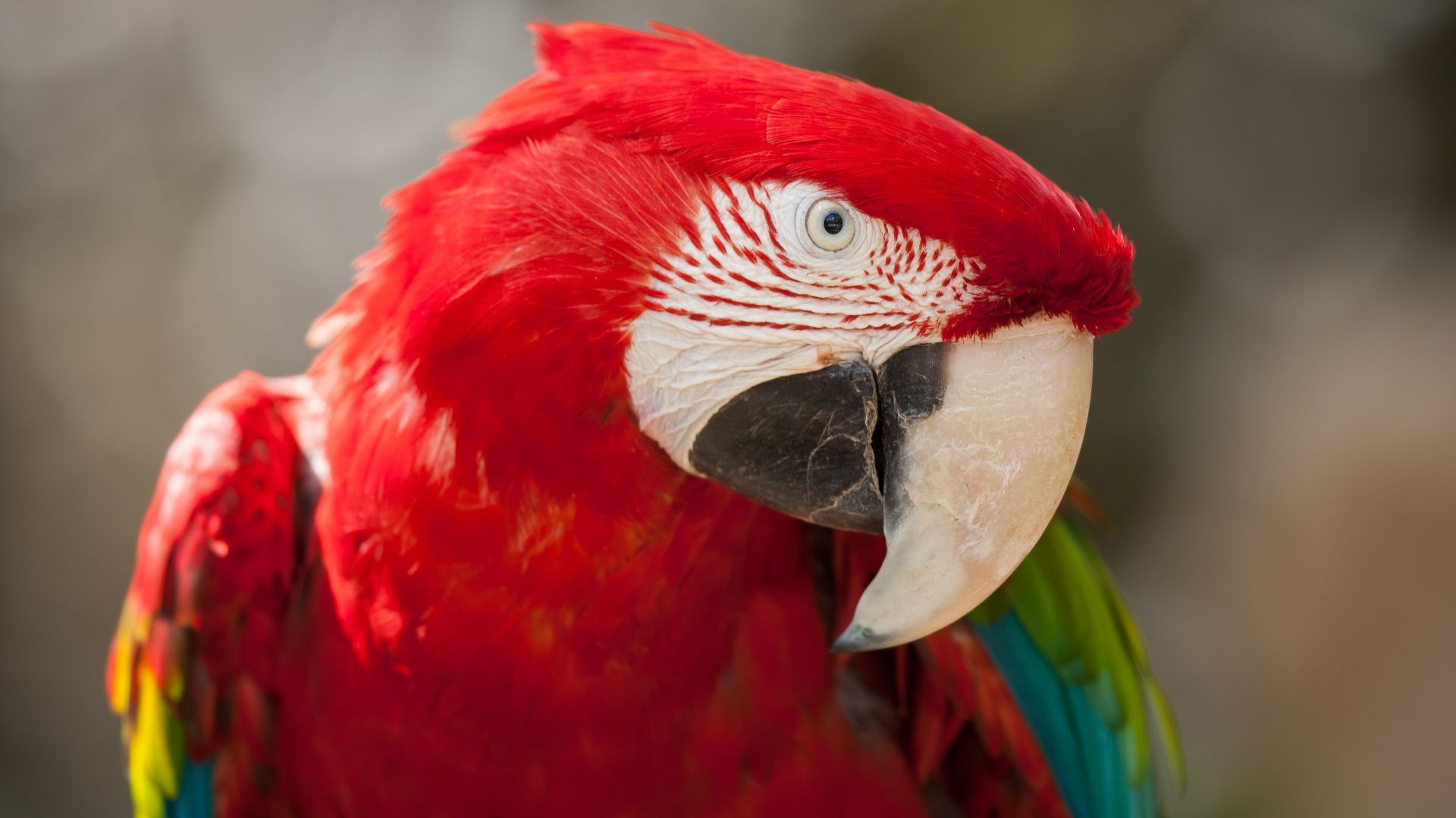 Macaw parrot, tropical bird, red (horizontal)