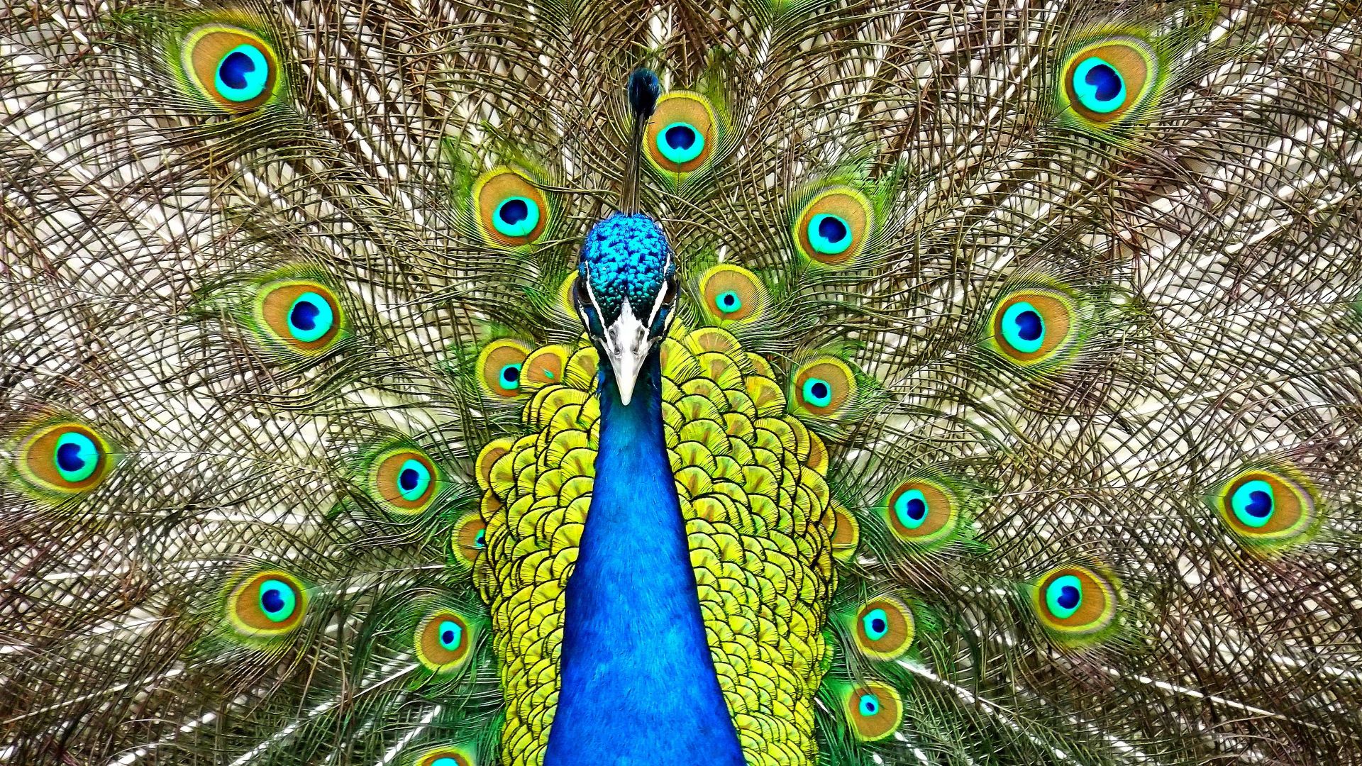 Wallpaper Peacock, feathers, Animals #12485
