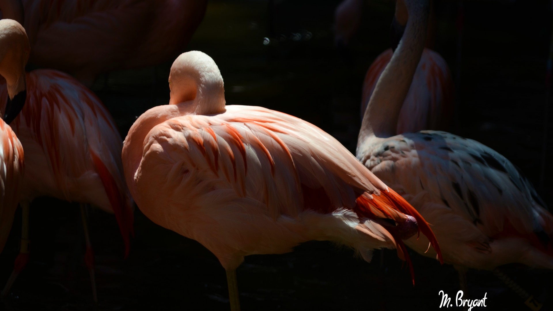 Flamingo, Sun Diego, zoo, bird, red, plumage, tourism, pond (horizontal)