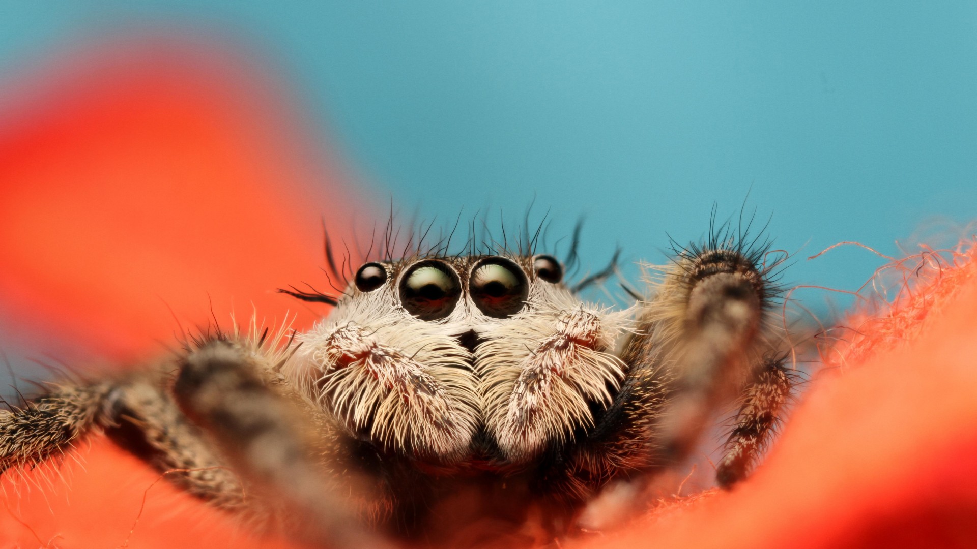 Jumping Spider, 5k, 4k wallpaper, 8k, macro, black, eyes, blue, orange, insects, cute, arachnid (horizontal)