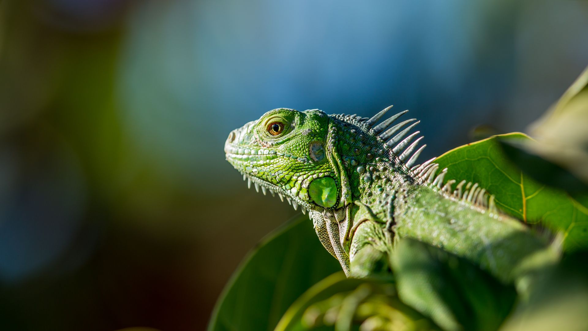 iguana, green (horizontal)