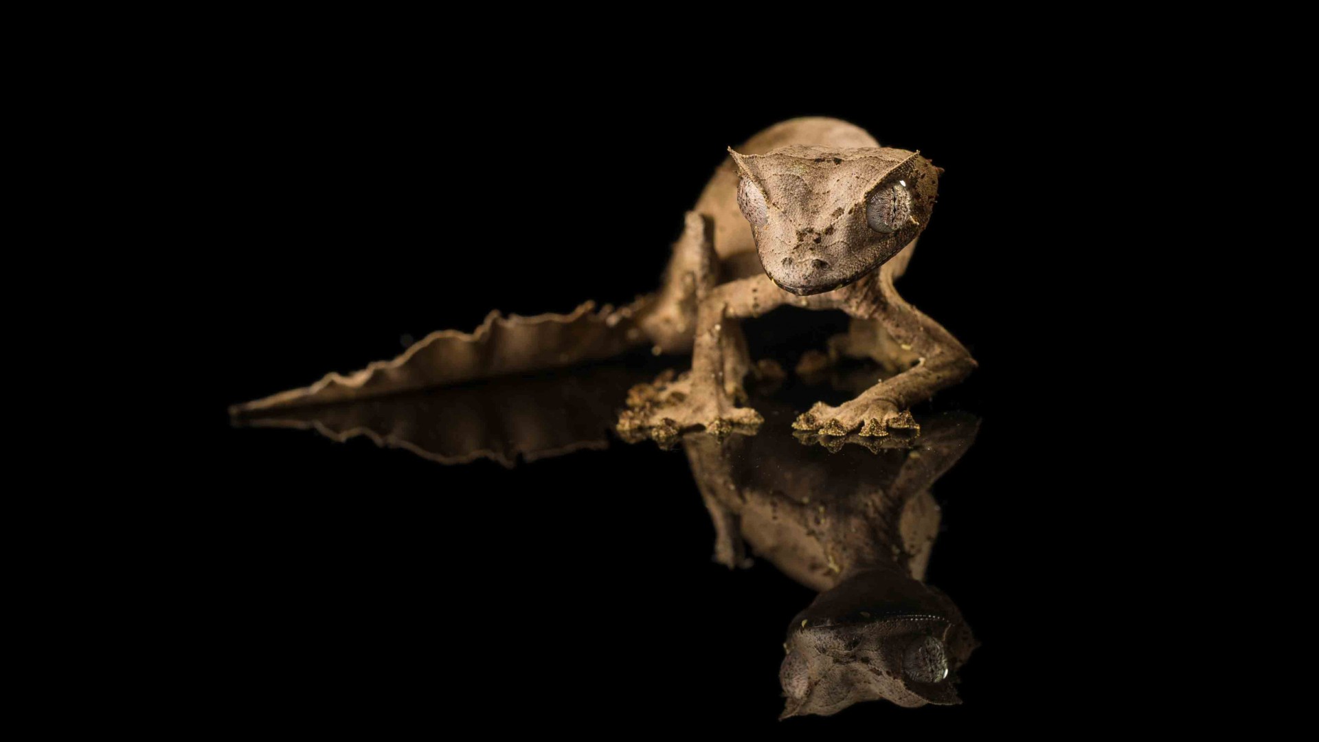 Tiger Gecko, reflection, black background, reptile, eyes, gray (horizontal)
