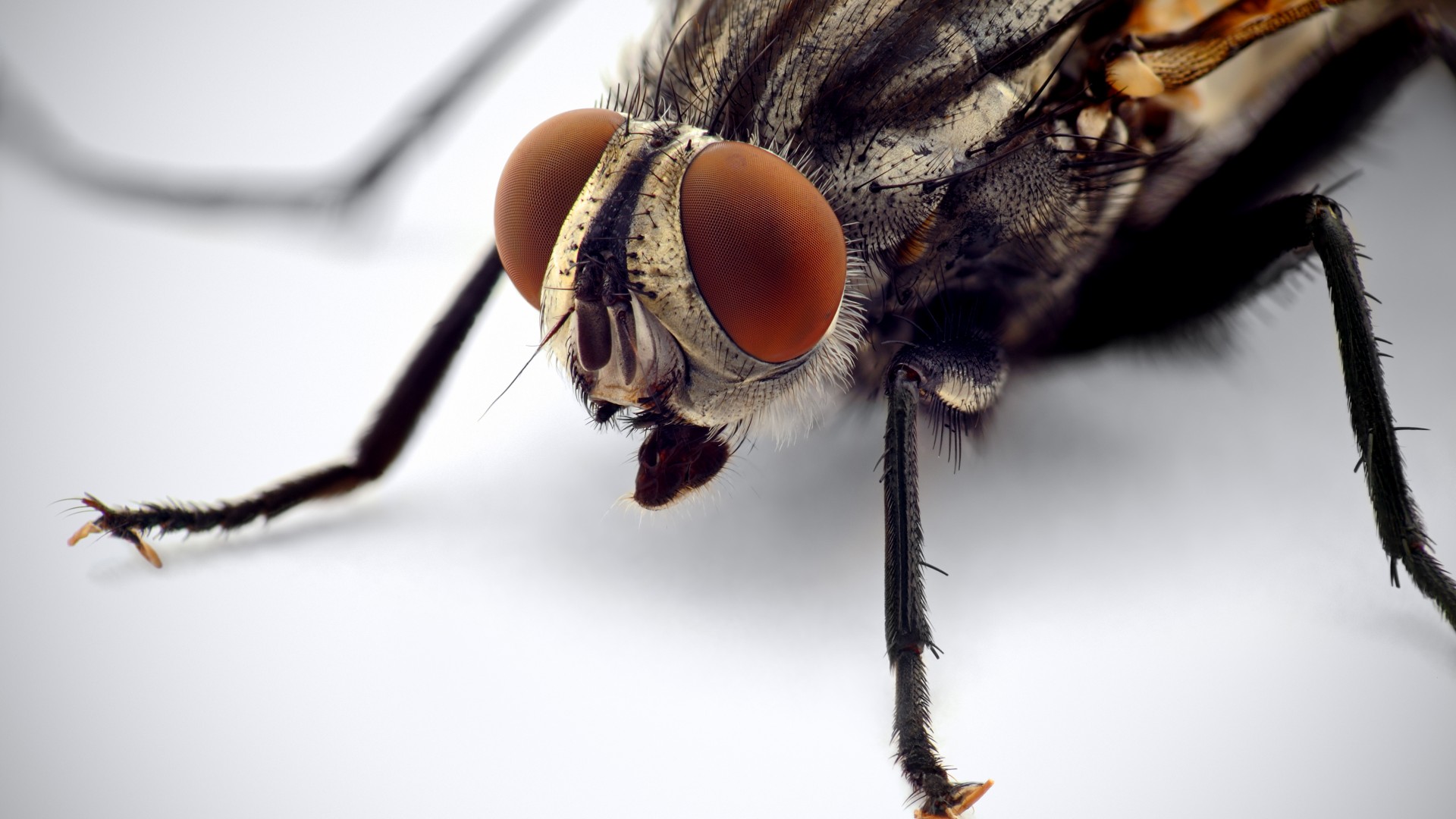 Fly, macro, eyes, insects, white background (horizontal)