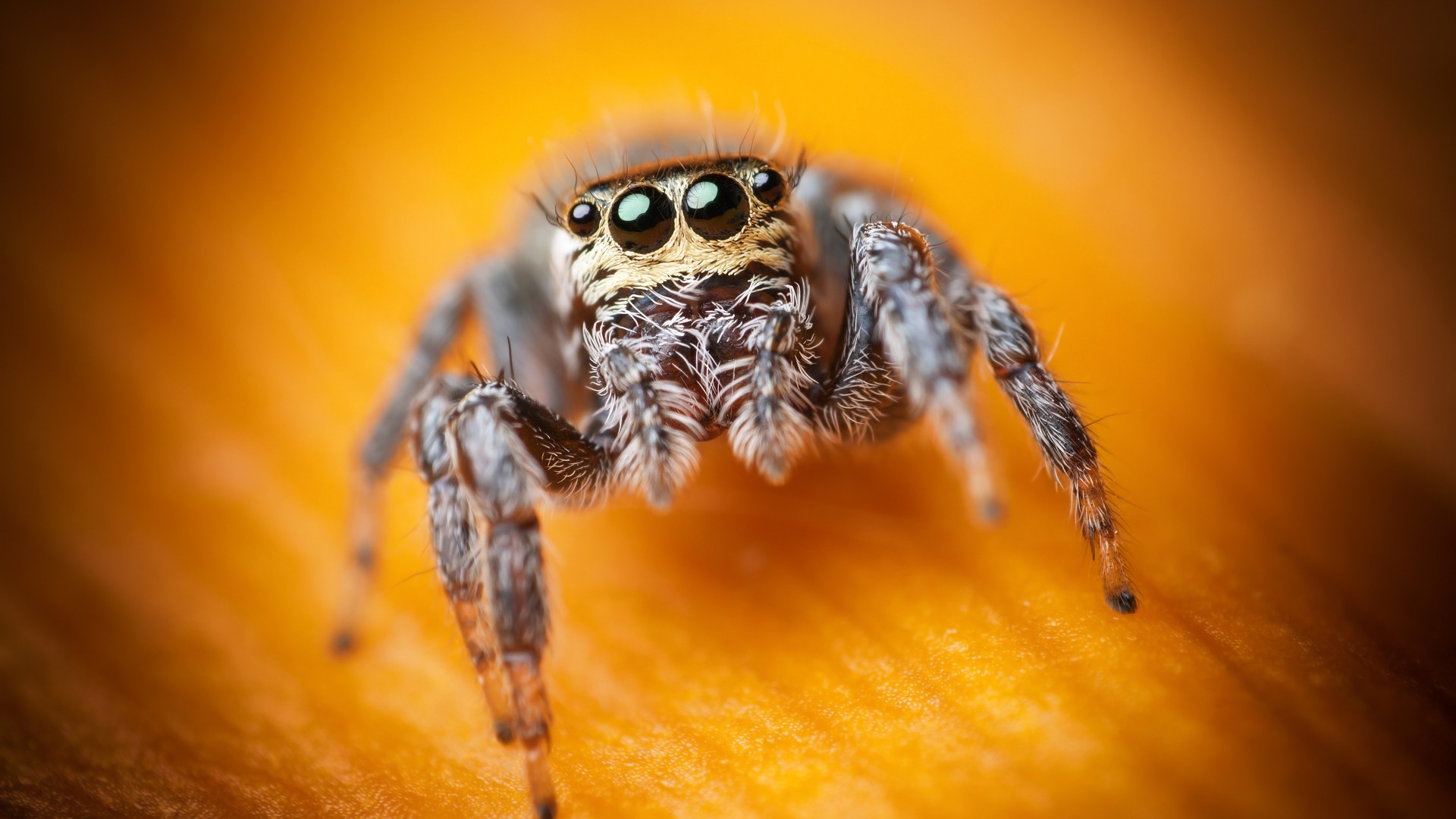 Jumping Spider, macro, black, eyes, yellow, insects, arachnid, cute (horizontal)