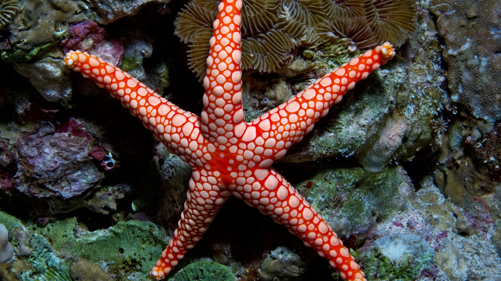 Fromia monilis, sea star, starfish, Indonesia, Indian, Pacific, ocean, sea, water, underwater, diving, tourism, red, World's best diving sites (horizontal)