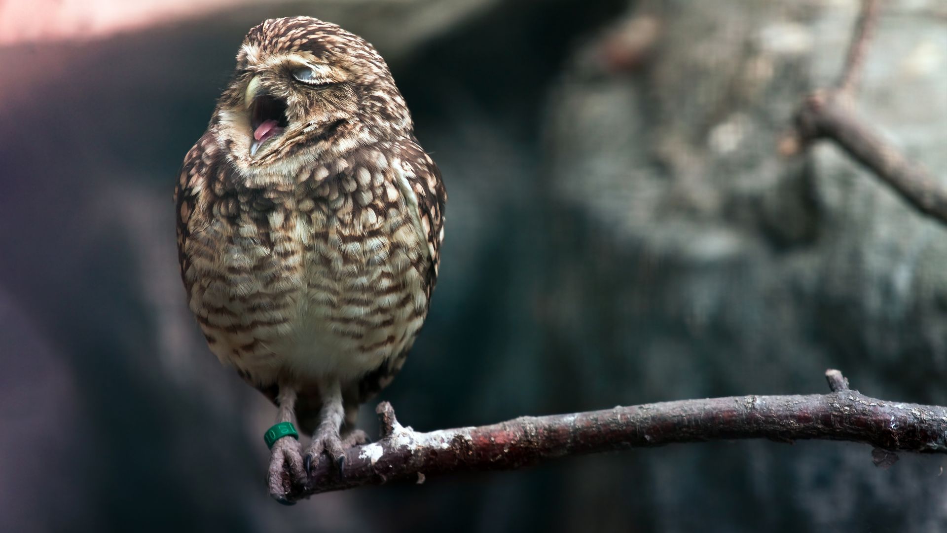 Owl, cute animals (horizontal)