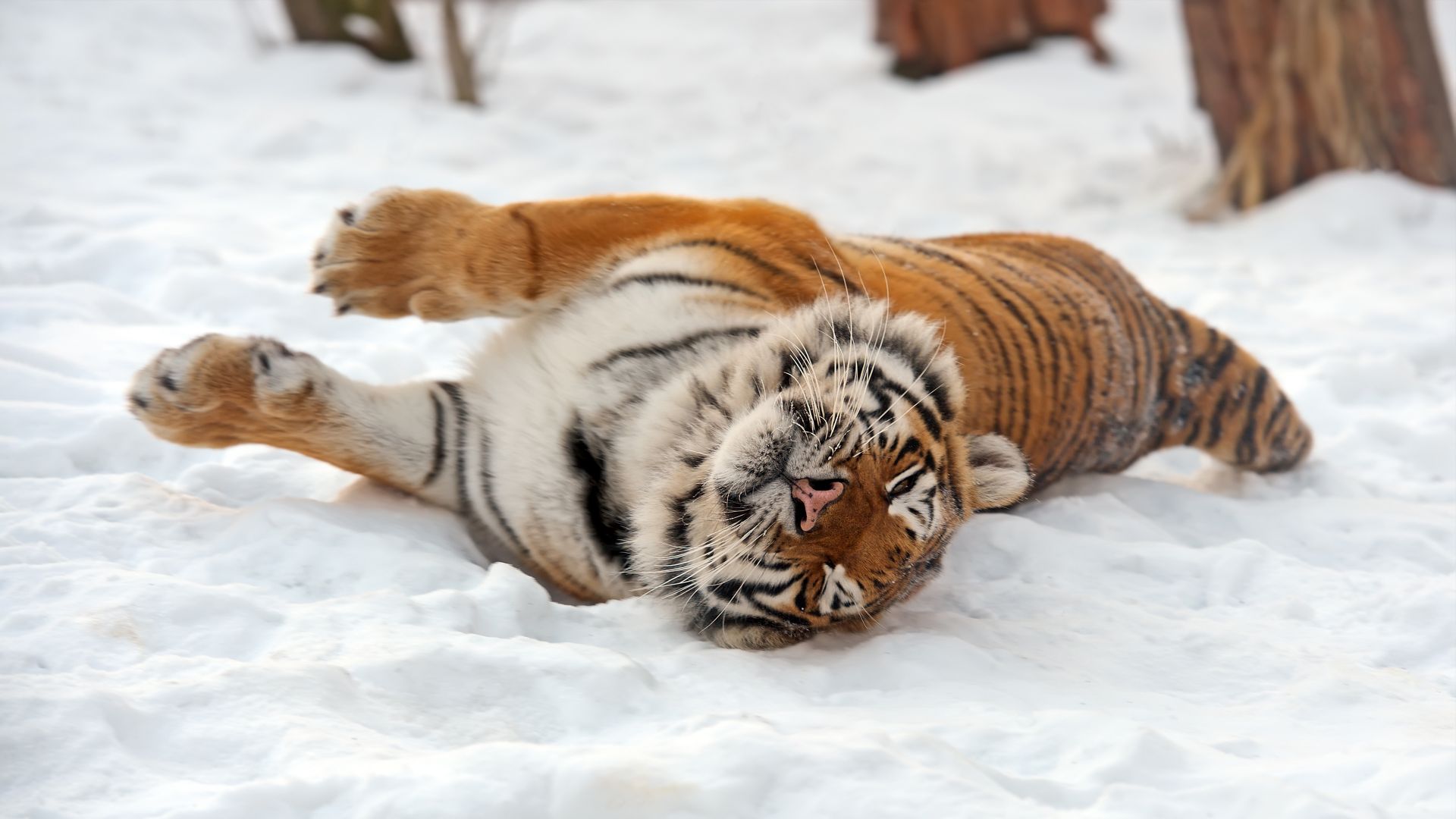 Tiger, wild, animal (horizontal)