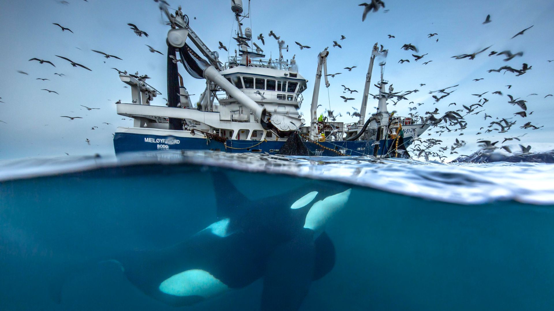 2016 Wildlife Photography finalist, whale, boat, birds, Norway, Ocean, underwater (horizontal)