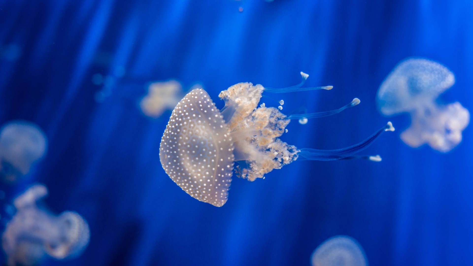 Sea Nettle, 4k, 5k wallpaper, 8k, Jellyfish, medusa, Genoa Aquarium, Italy, blue, water, underwater, aquarium, diving, tourism (horizontal)