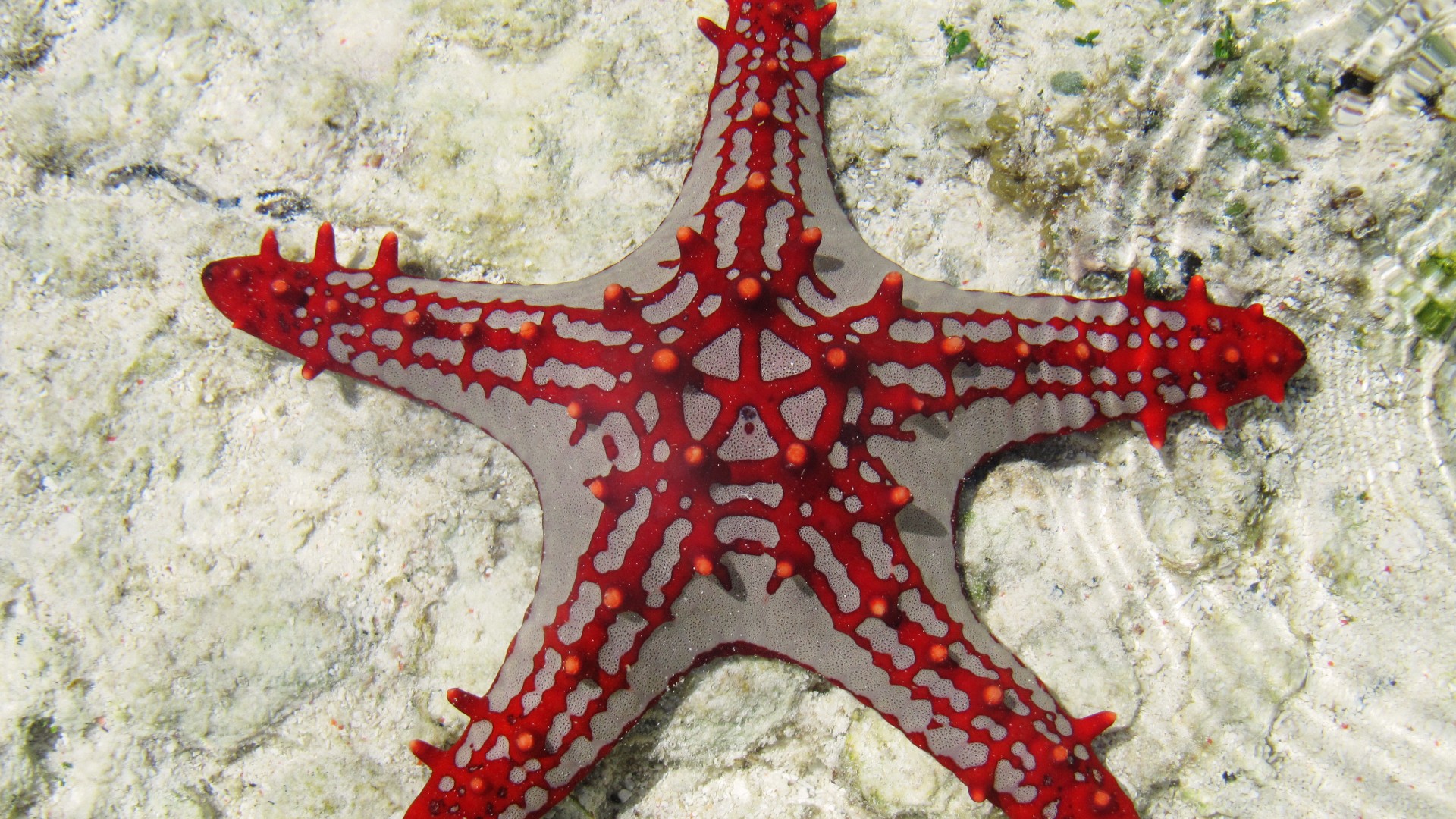 Sea Star, Zanzibar, Africa, diving, tourism, underwater, fish, star fish, sealife, World's best diving sites (horizontal)